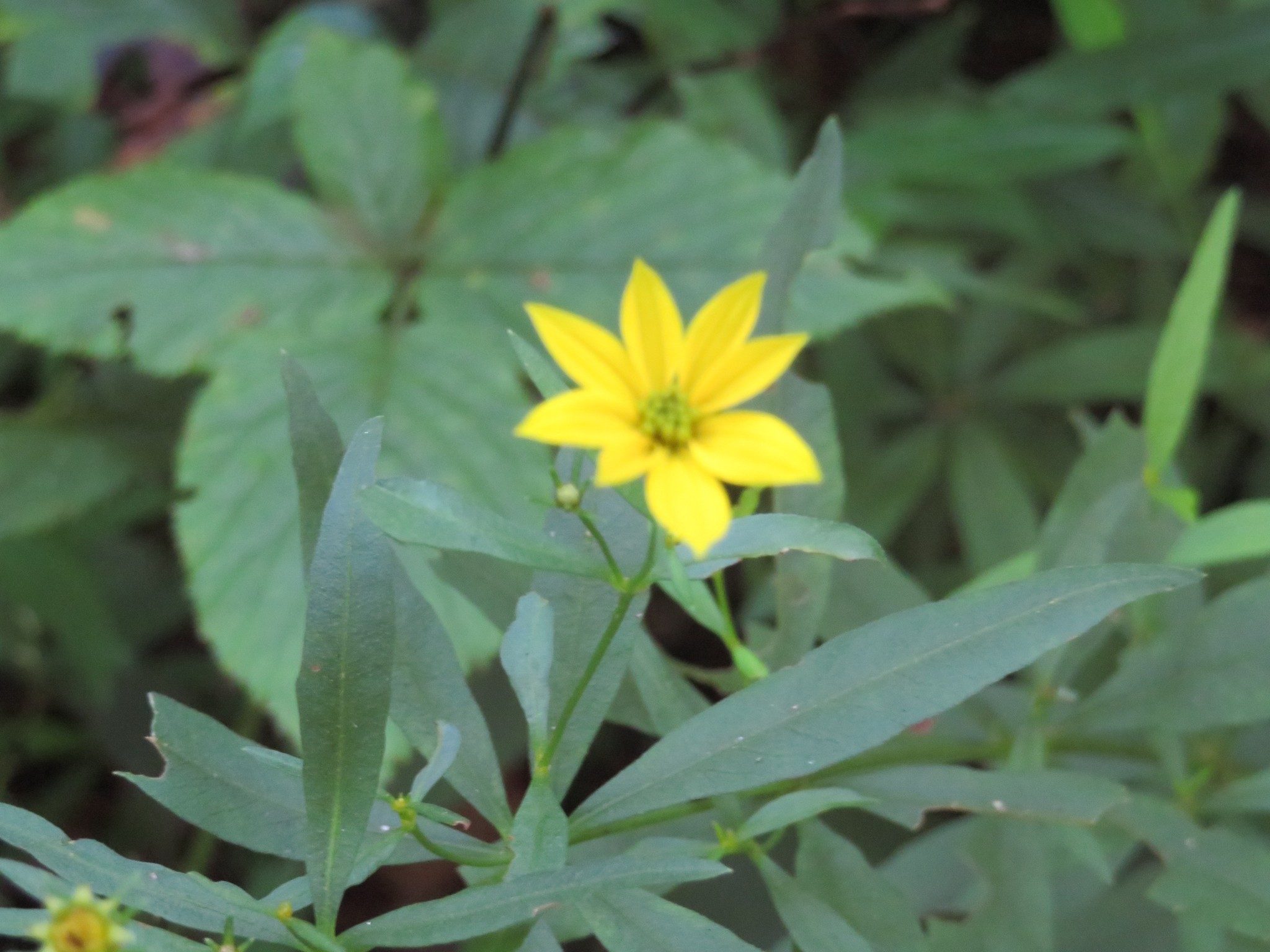 Sunflower ?