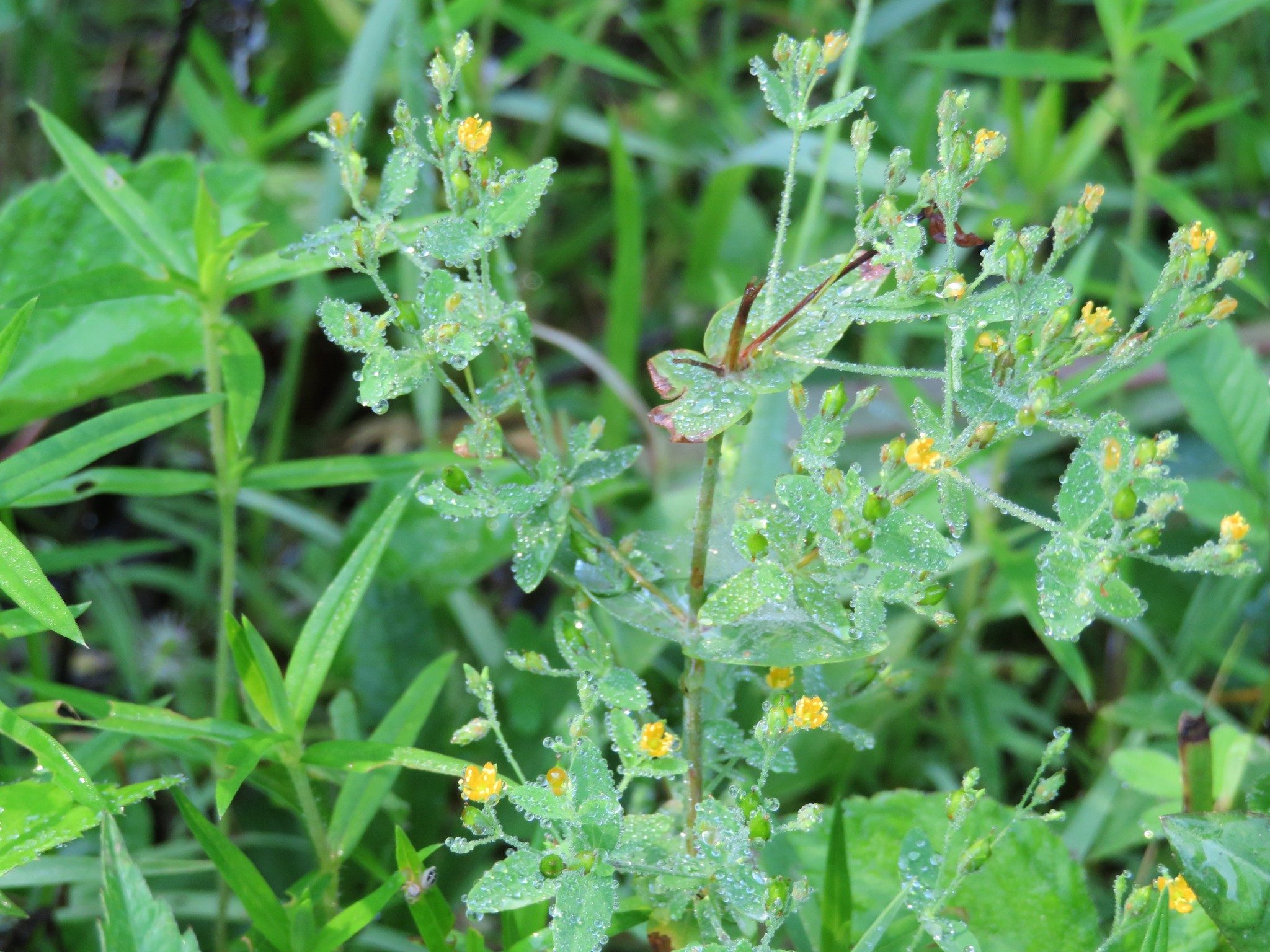 Unknown, Inconspicuous Very Small Yellow Wildflower Along Ash Creek Trail