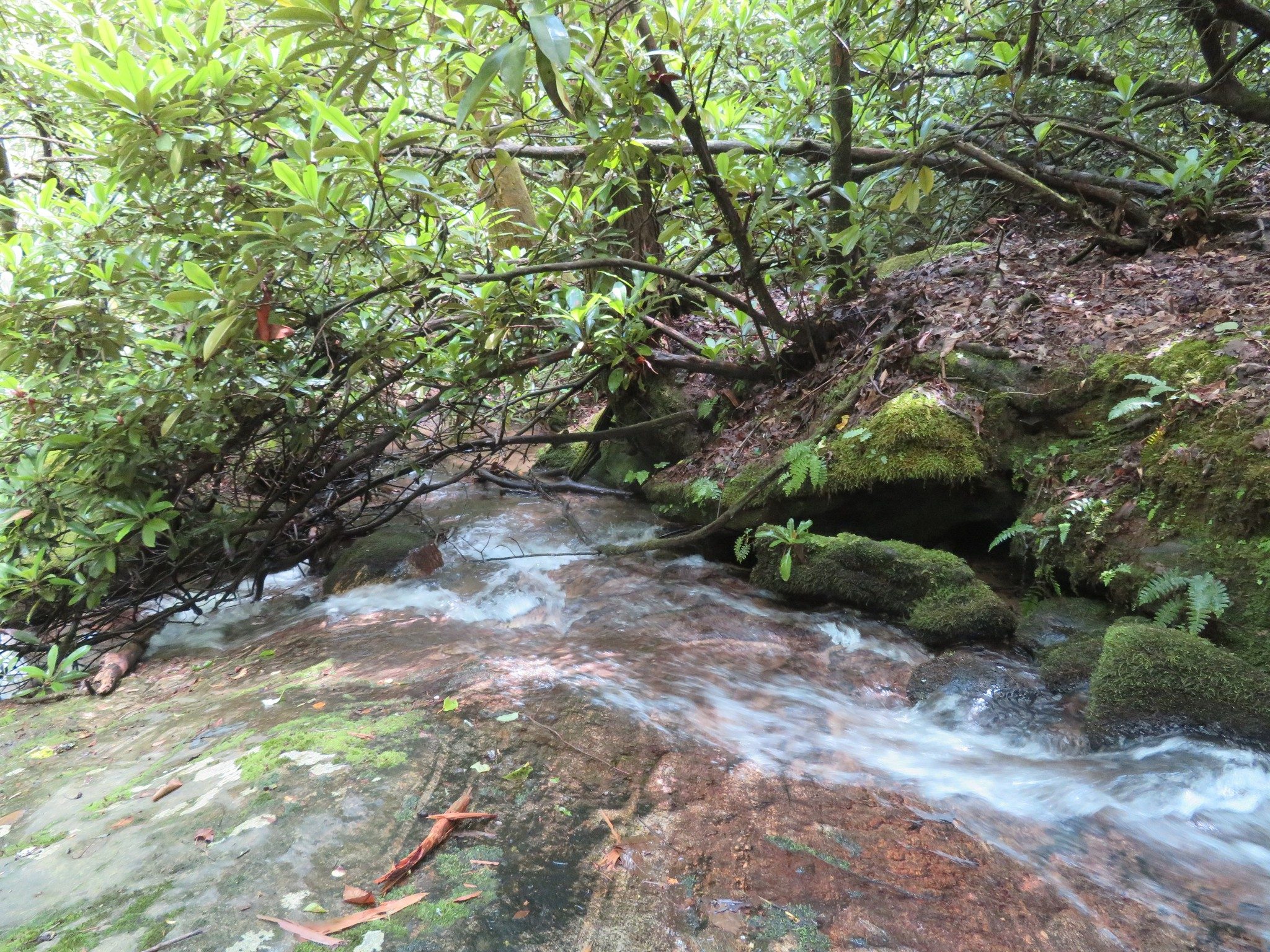 Another stream picture