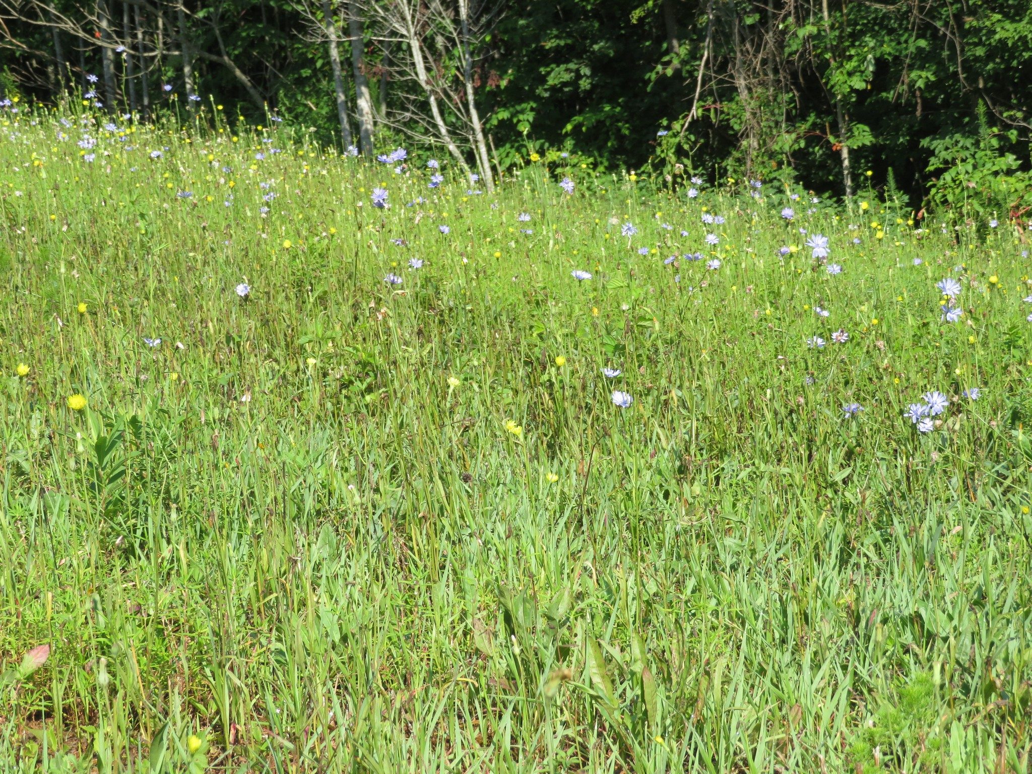Wildflower Field at Eastern End of Ash Creek Trail