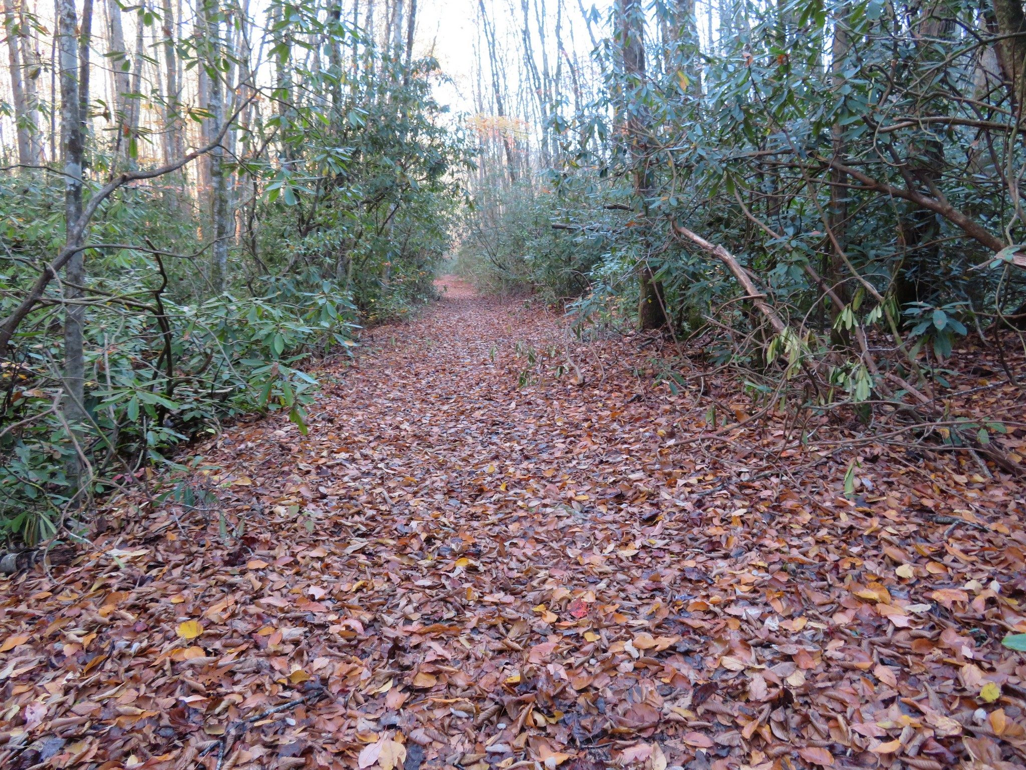 Typical of some sections of the trail.