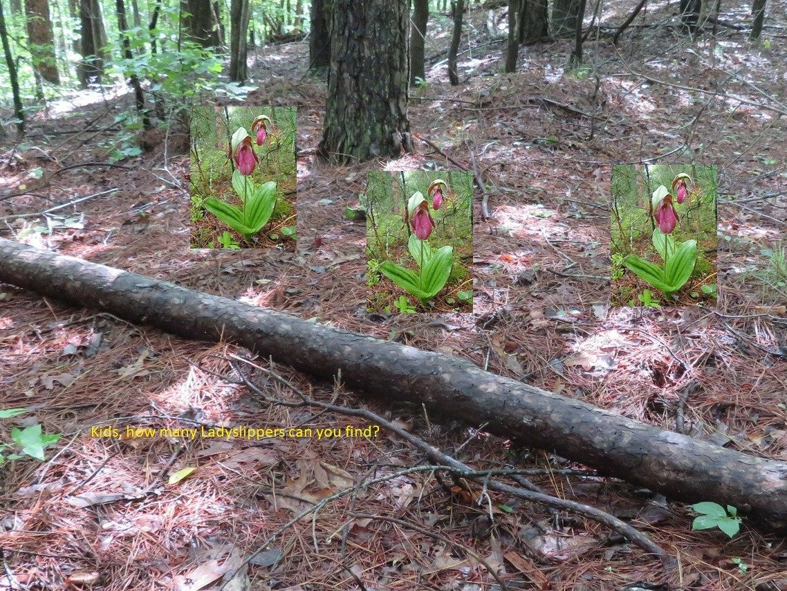Our Guide Says this is the Site of the Ladyslippers