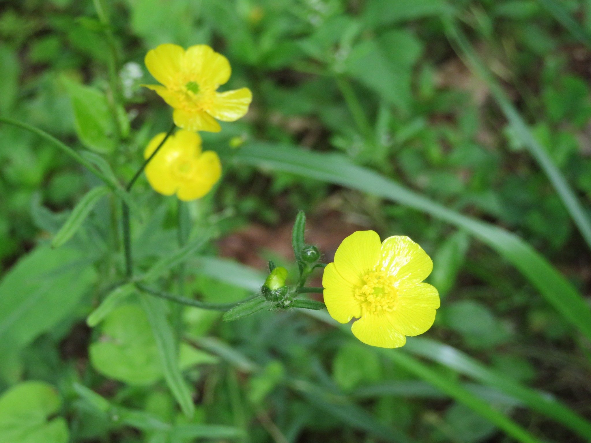 Southern Sundrops (Oenothera fruticosa)