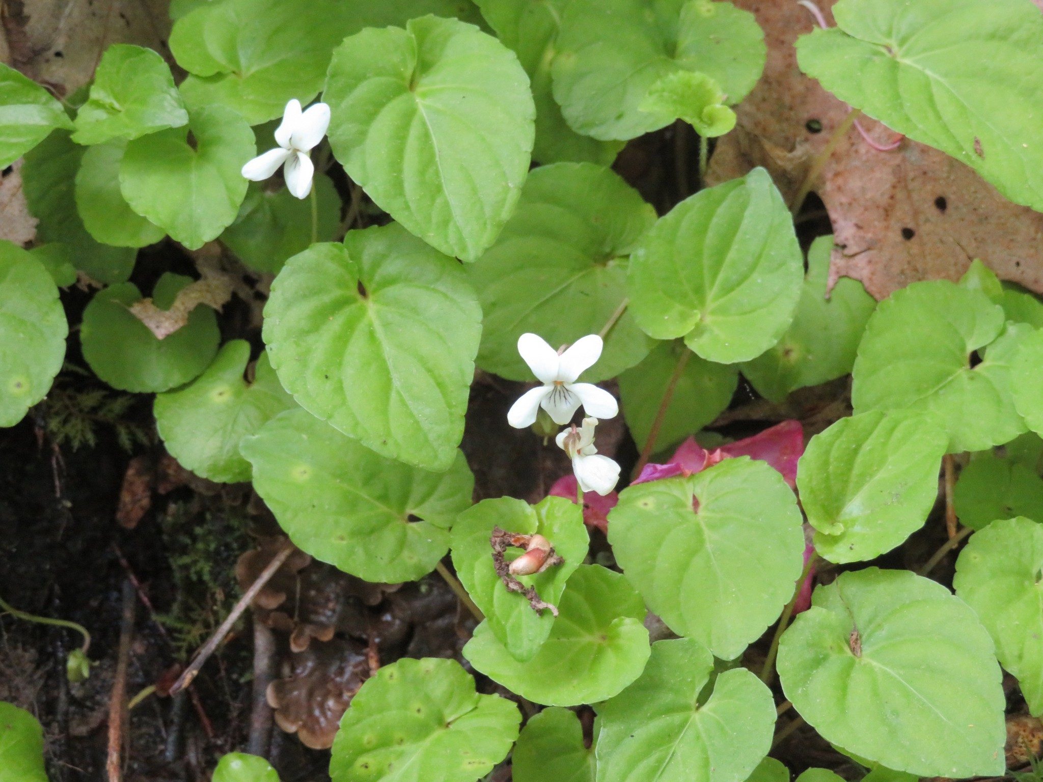 Violet, White (Viola blanda)