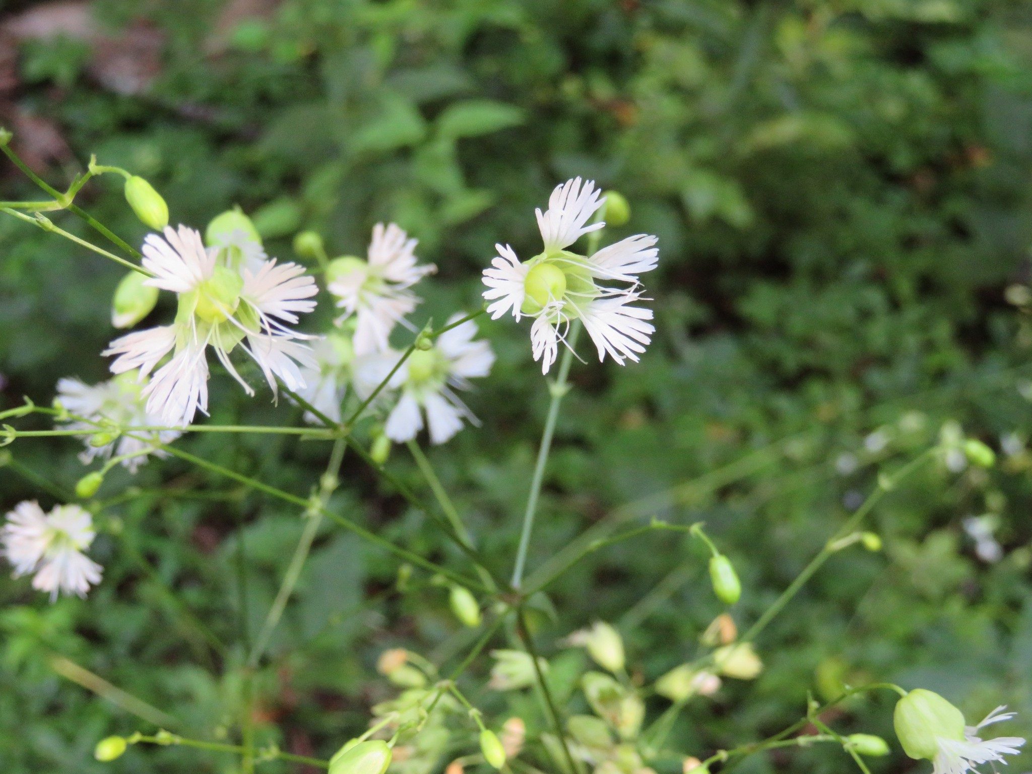Starry Campion (Silene stellata)