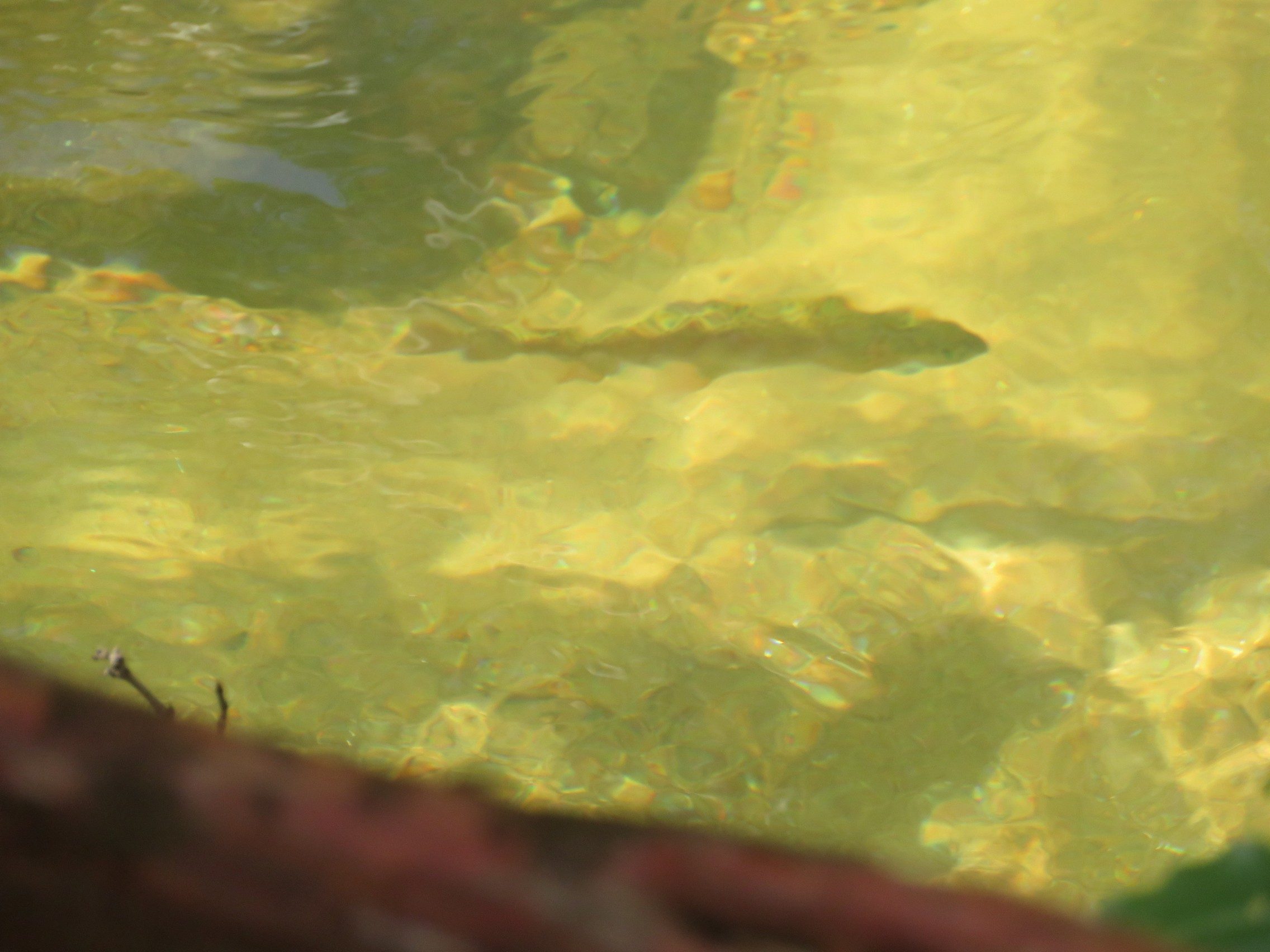 Look Daddy, fish!