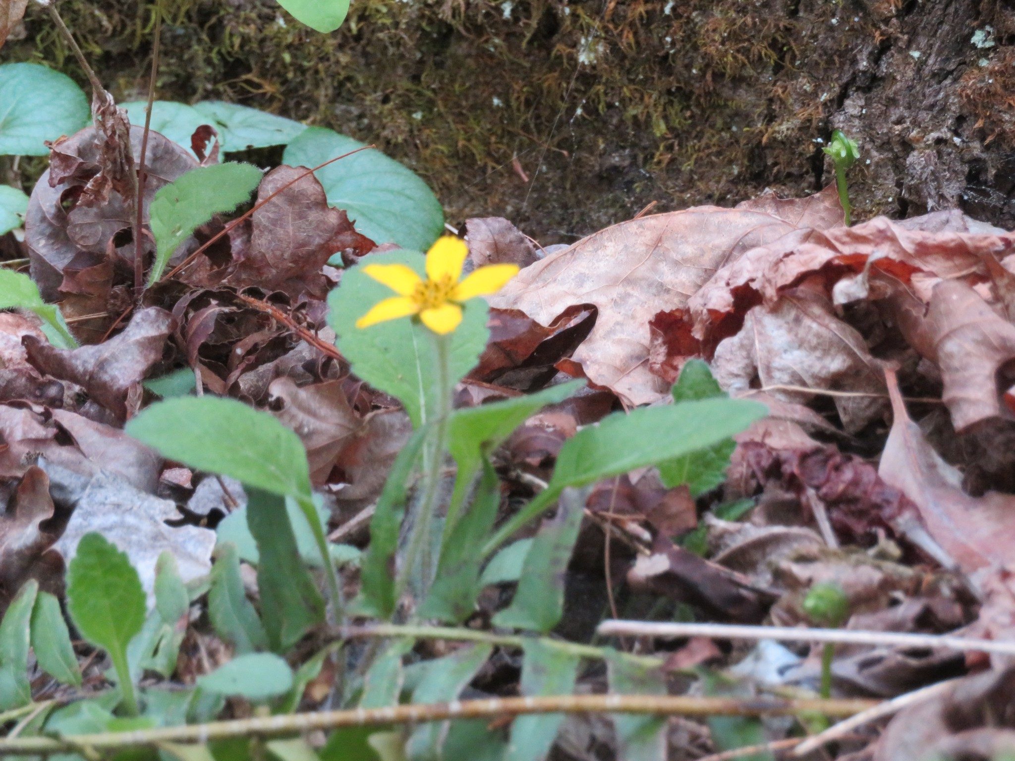 Rattlesnake Weed (Hieracium venosum)