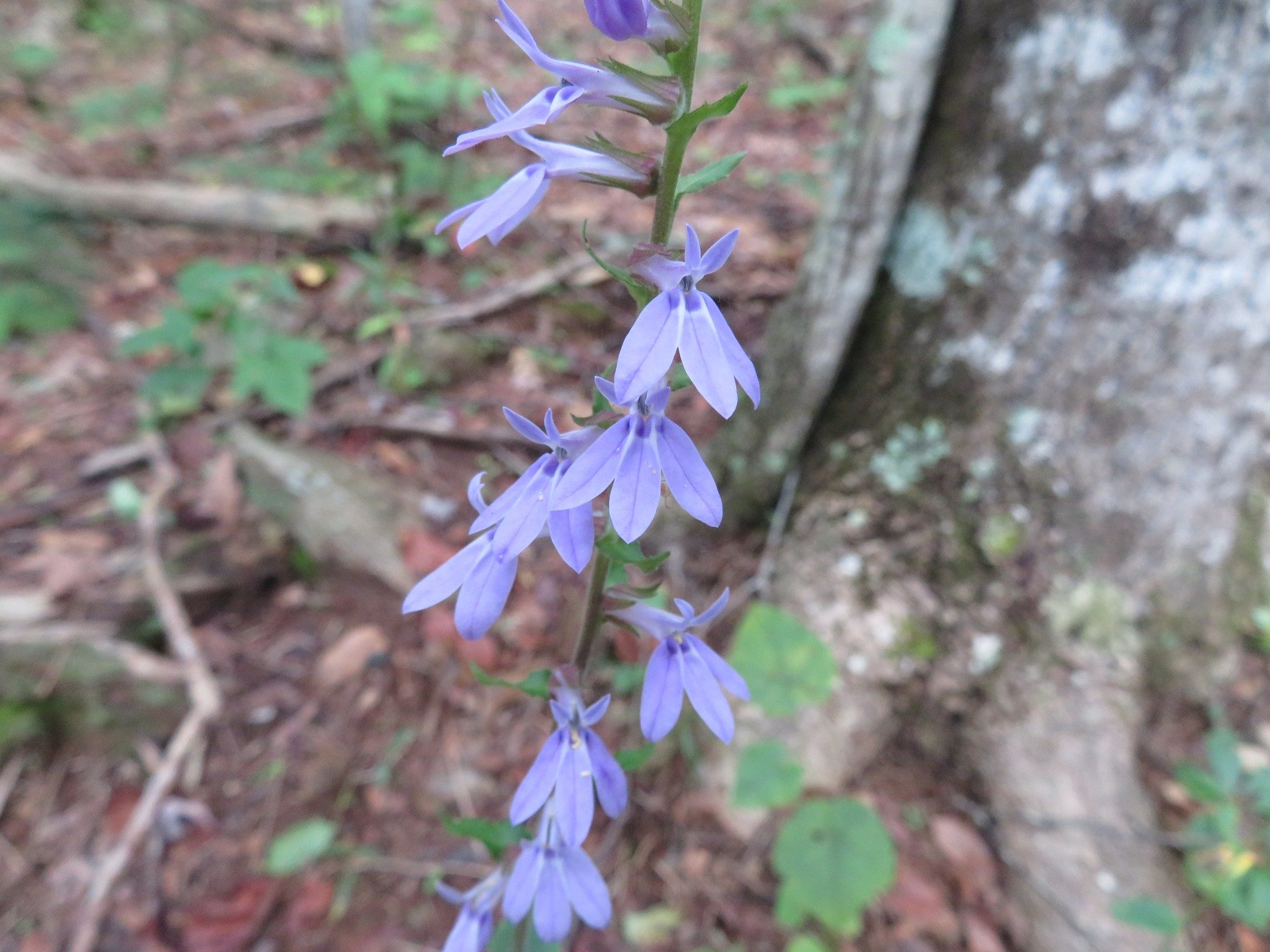 Lobelia, Spiked (Lobelia spicata)