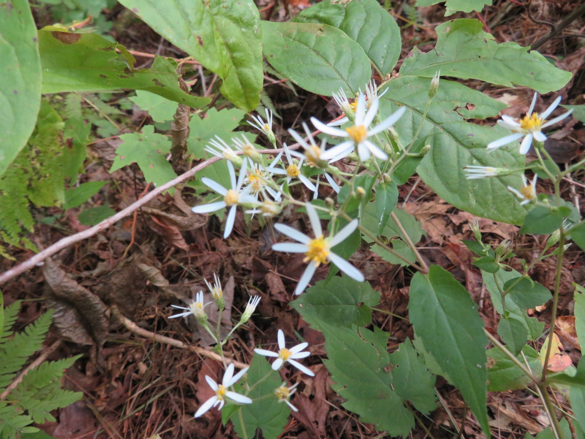 Aster, White Wood (Aster divaricatus)