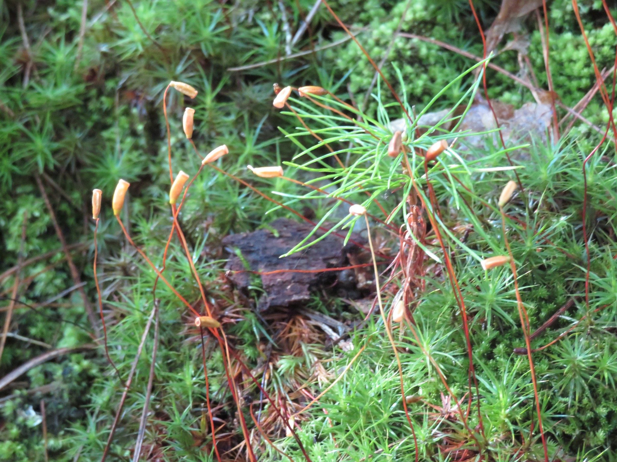Closeup of Moss in "Bloom"