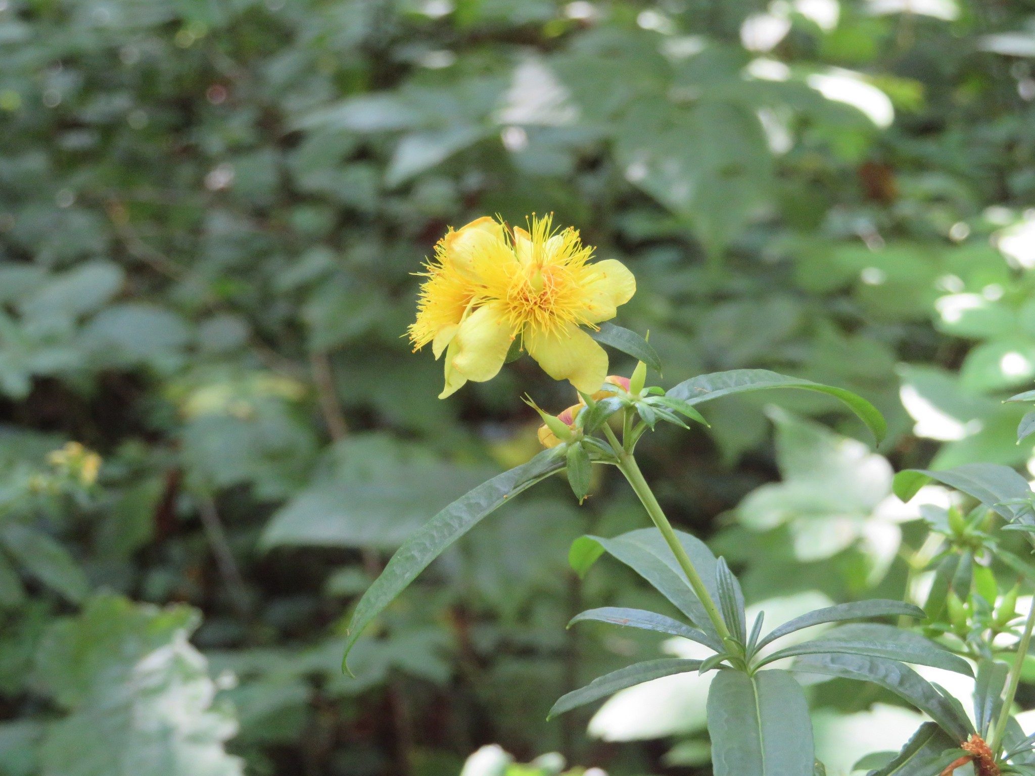 St. John's Wort ?