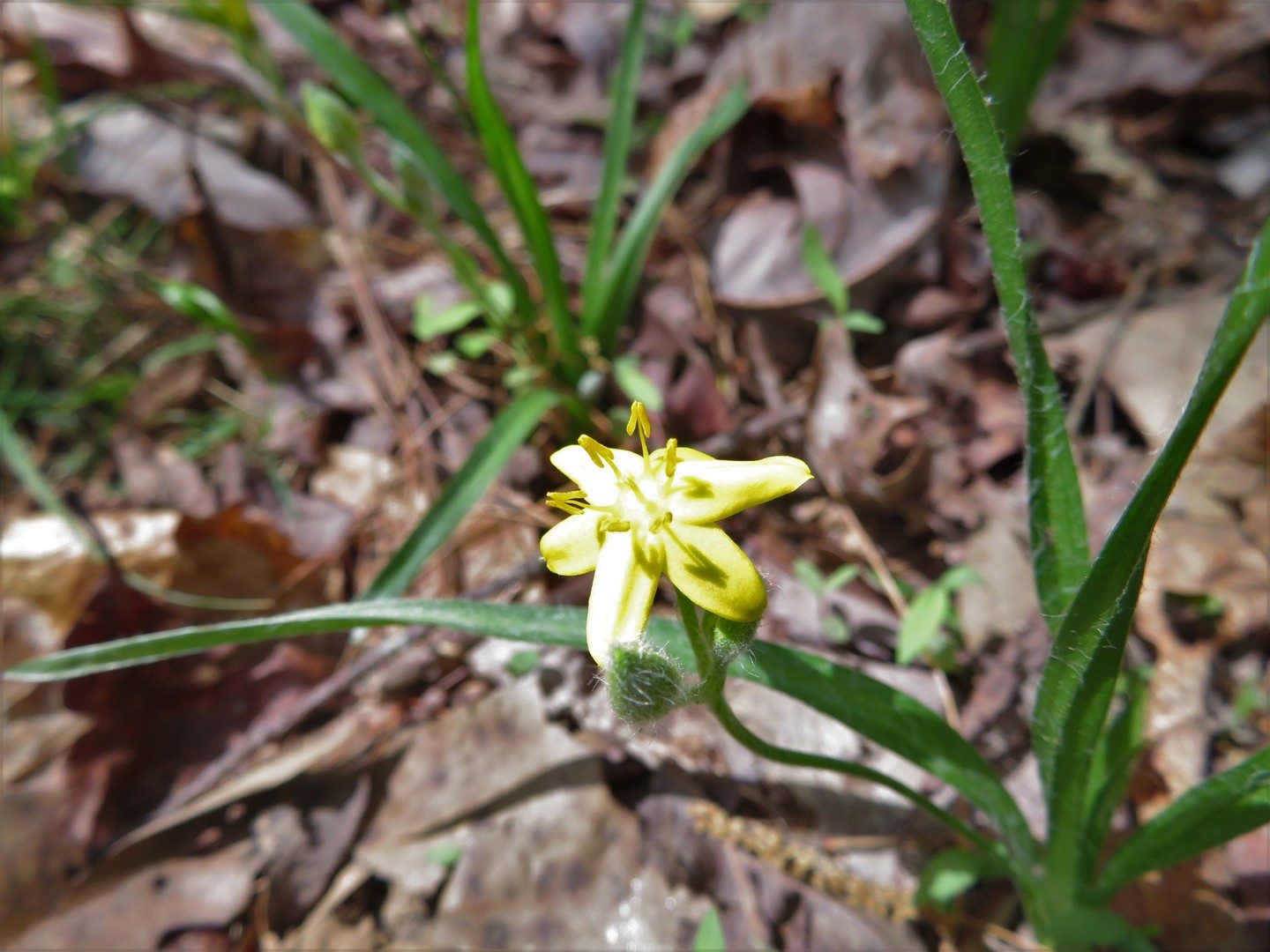 Yellow Star Grass, Common Goldstar - Hypoxis hirsuta