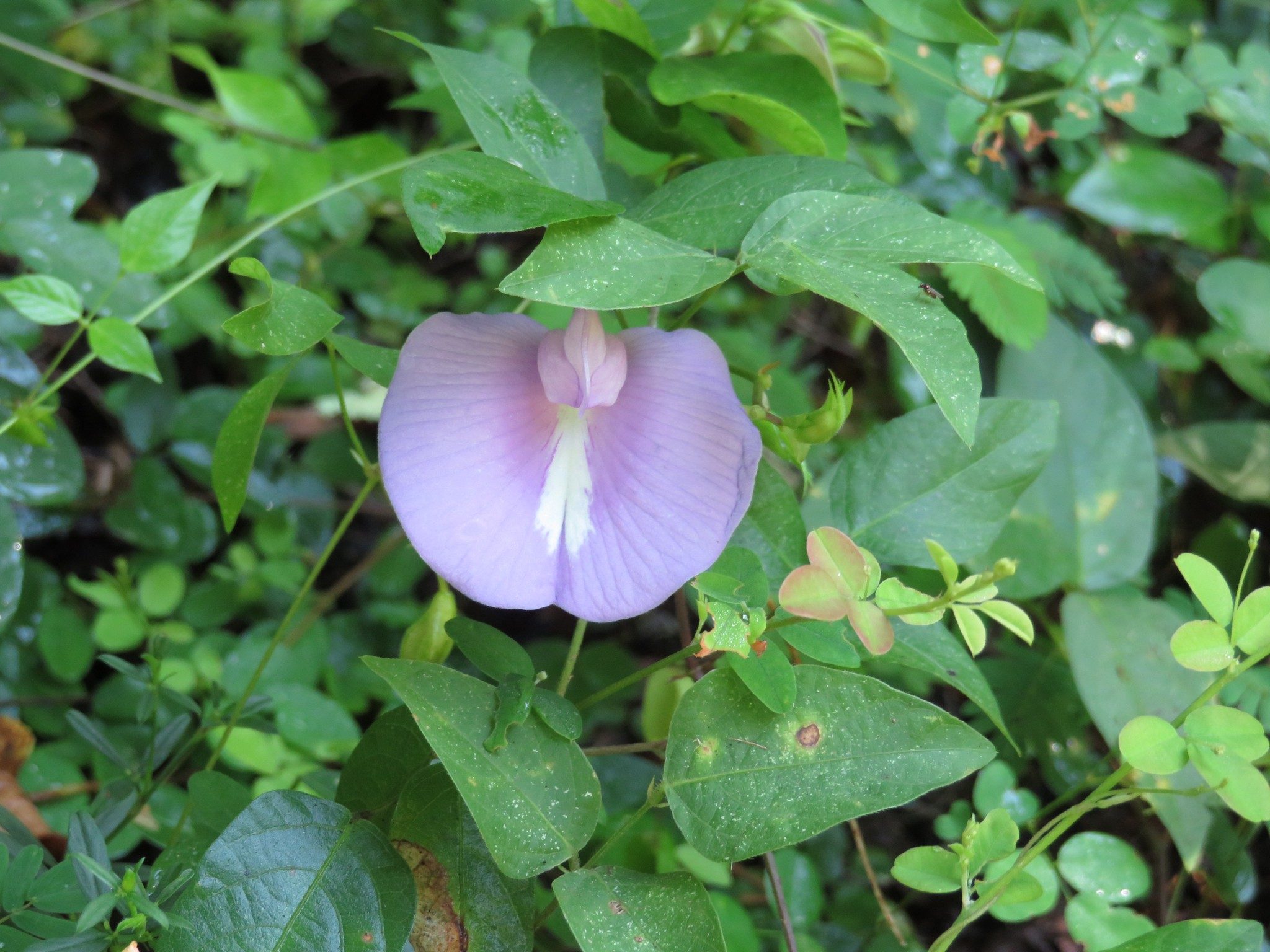 Pigeon Wings (Clitoria mariana)