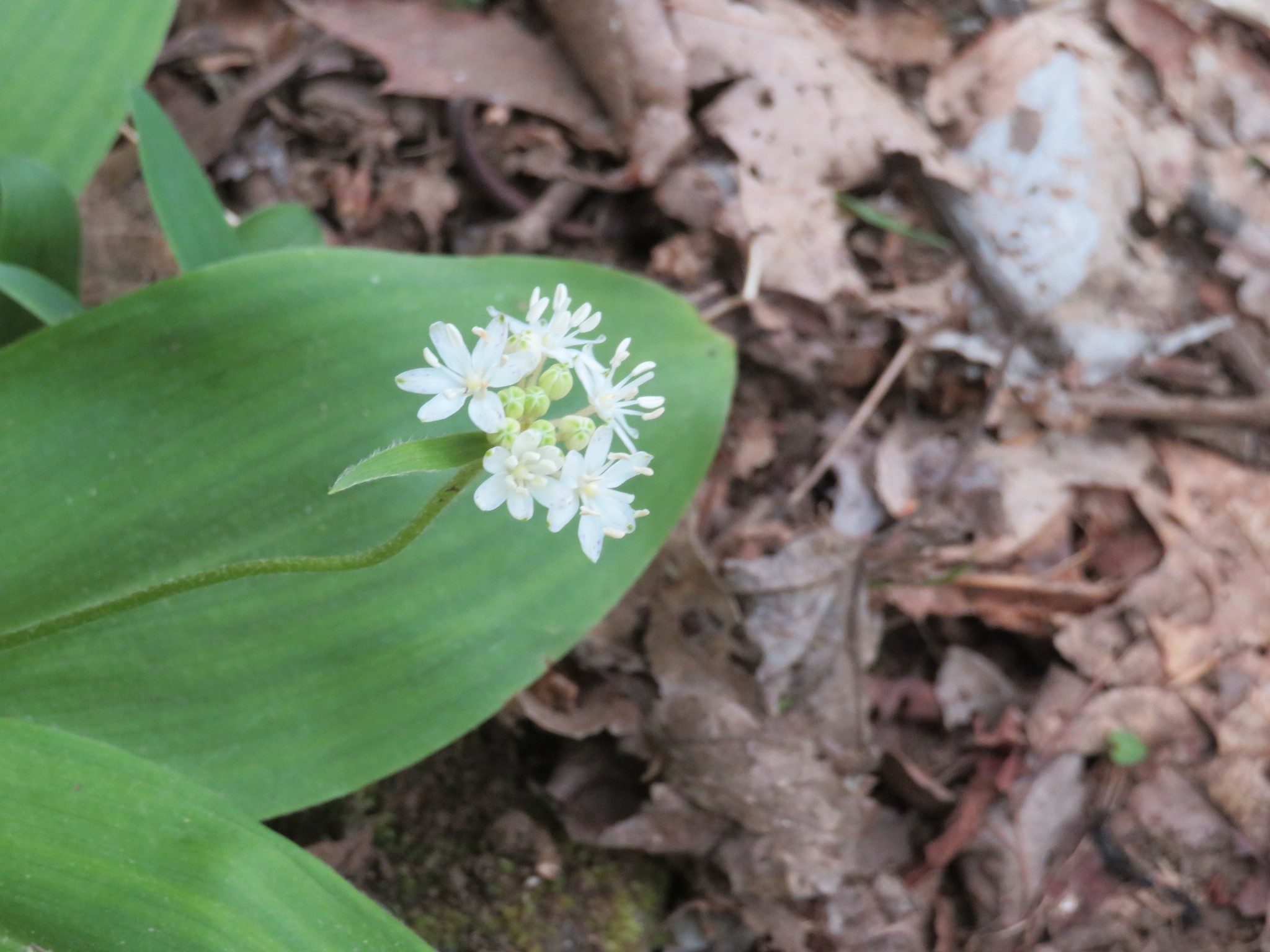 Speckled wood-lily (Clintonia umbellulata)
