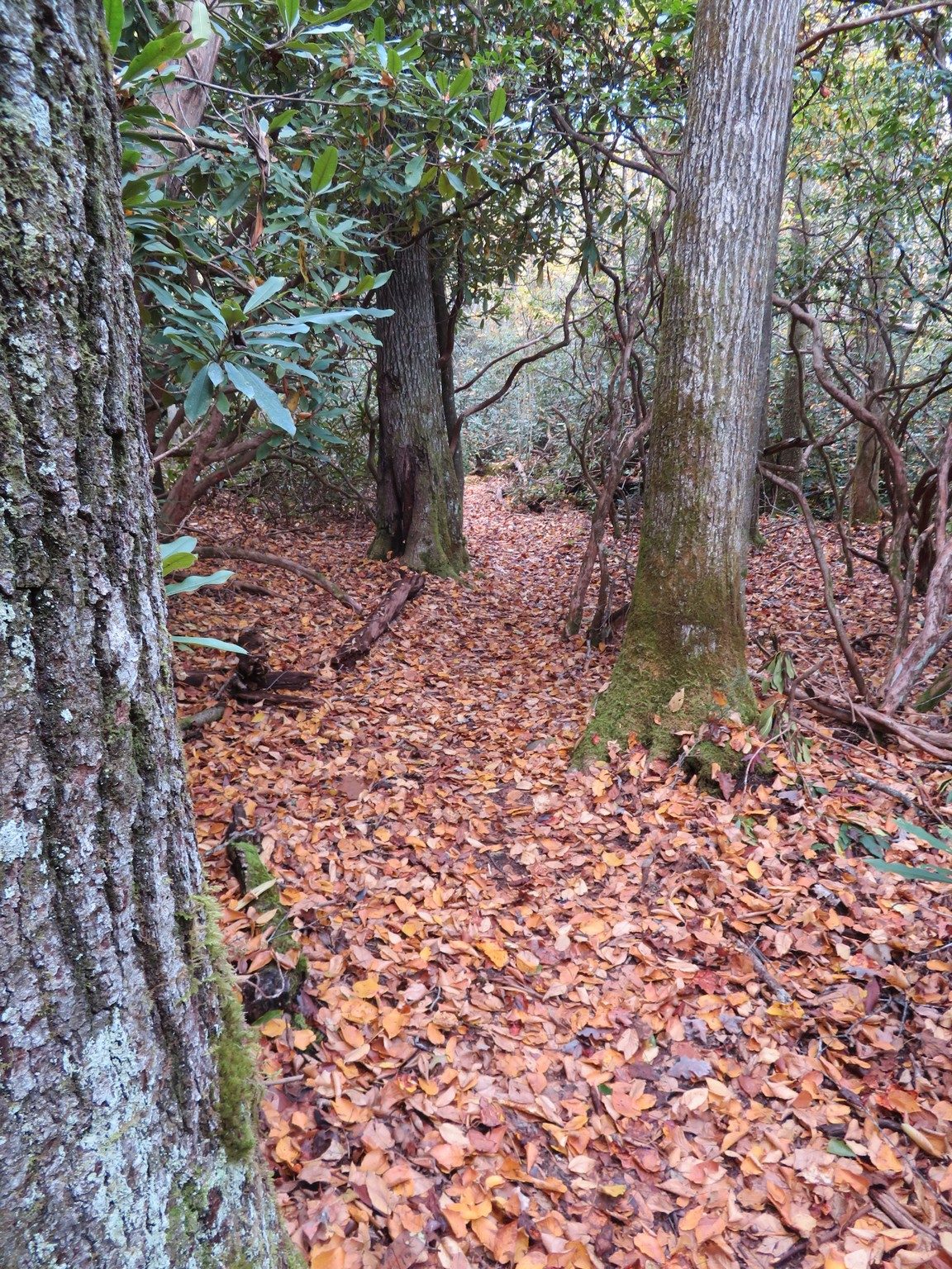 Leaf covered trail along Nantahala River