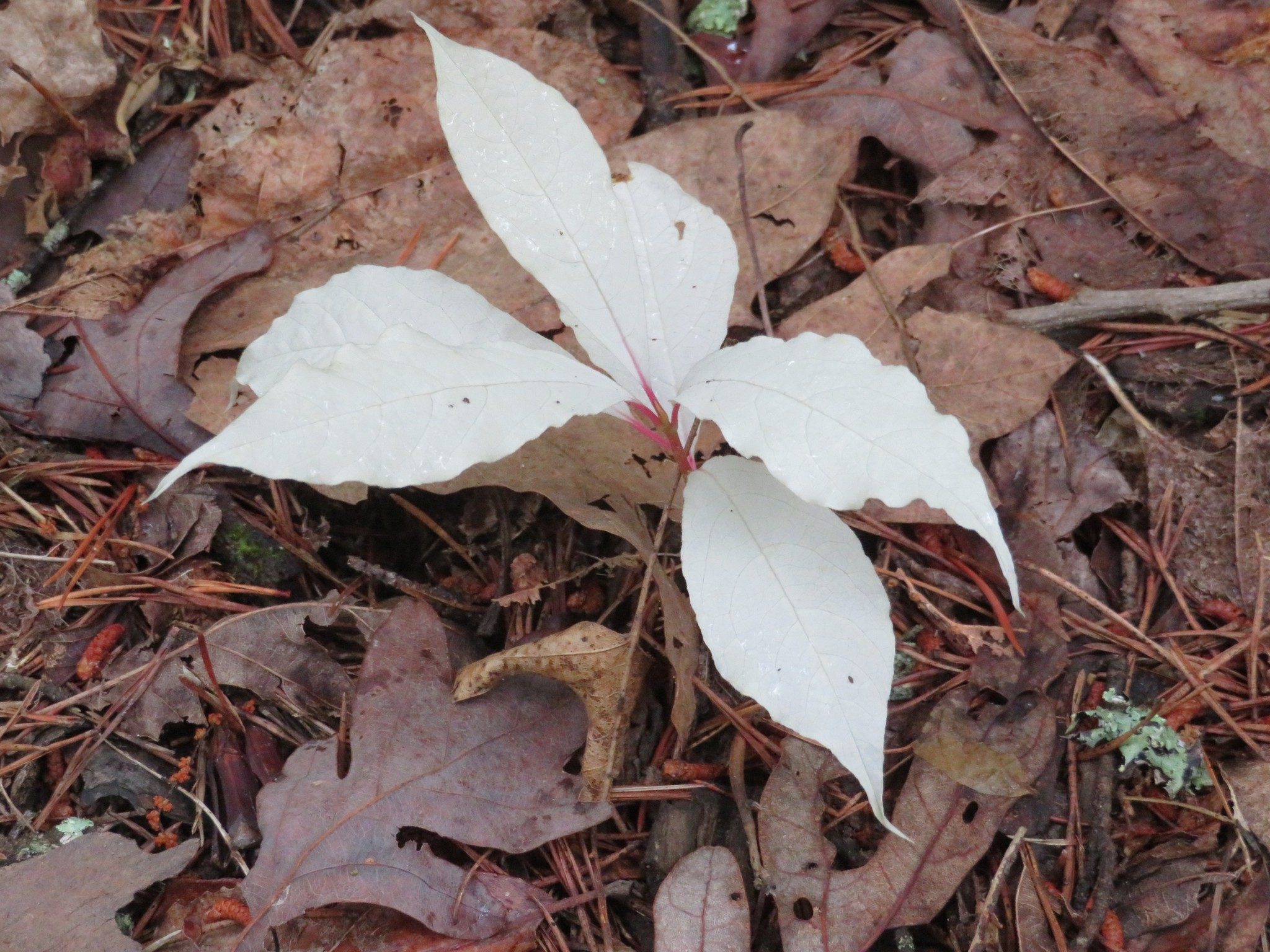Unusual "albino" plant (unknown name)