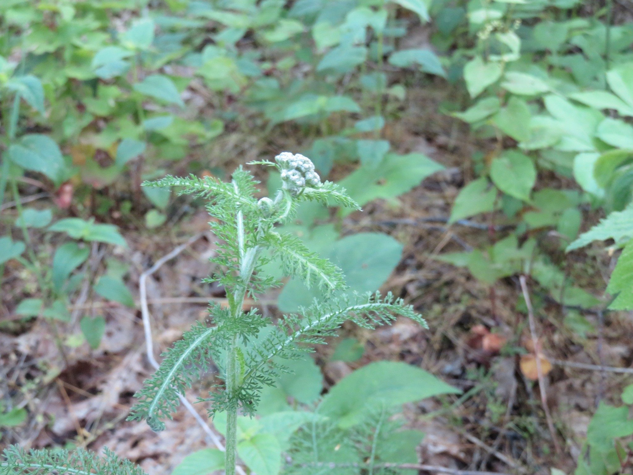 Yarrow (Achillea millefolium)