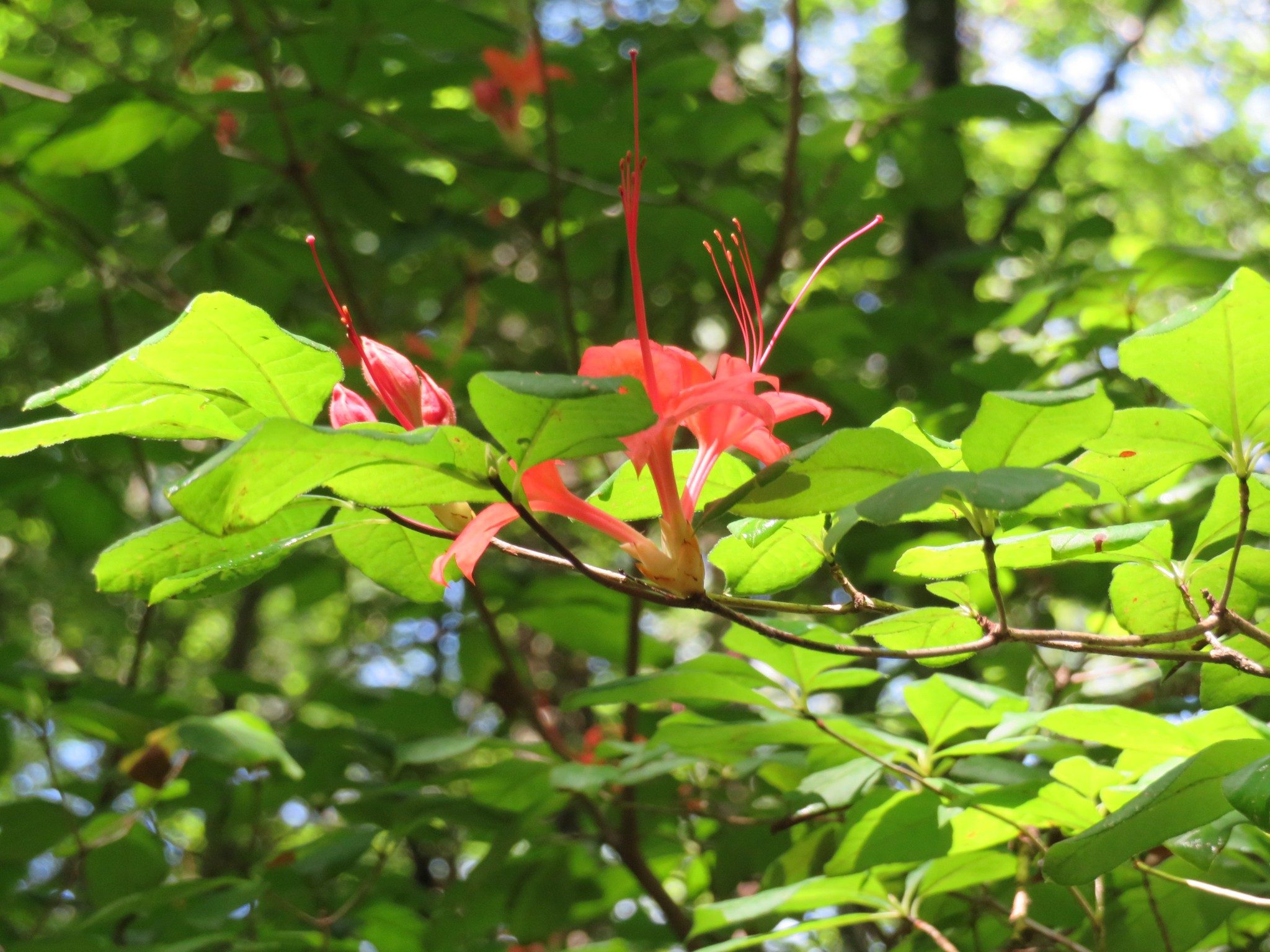 Flame Azalea Still in Bloom Along Tsalaki Trail