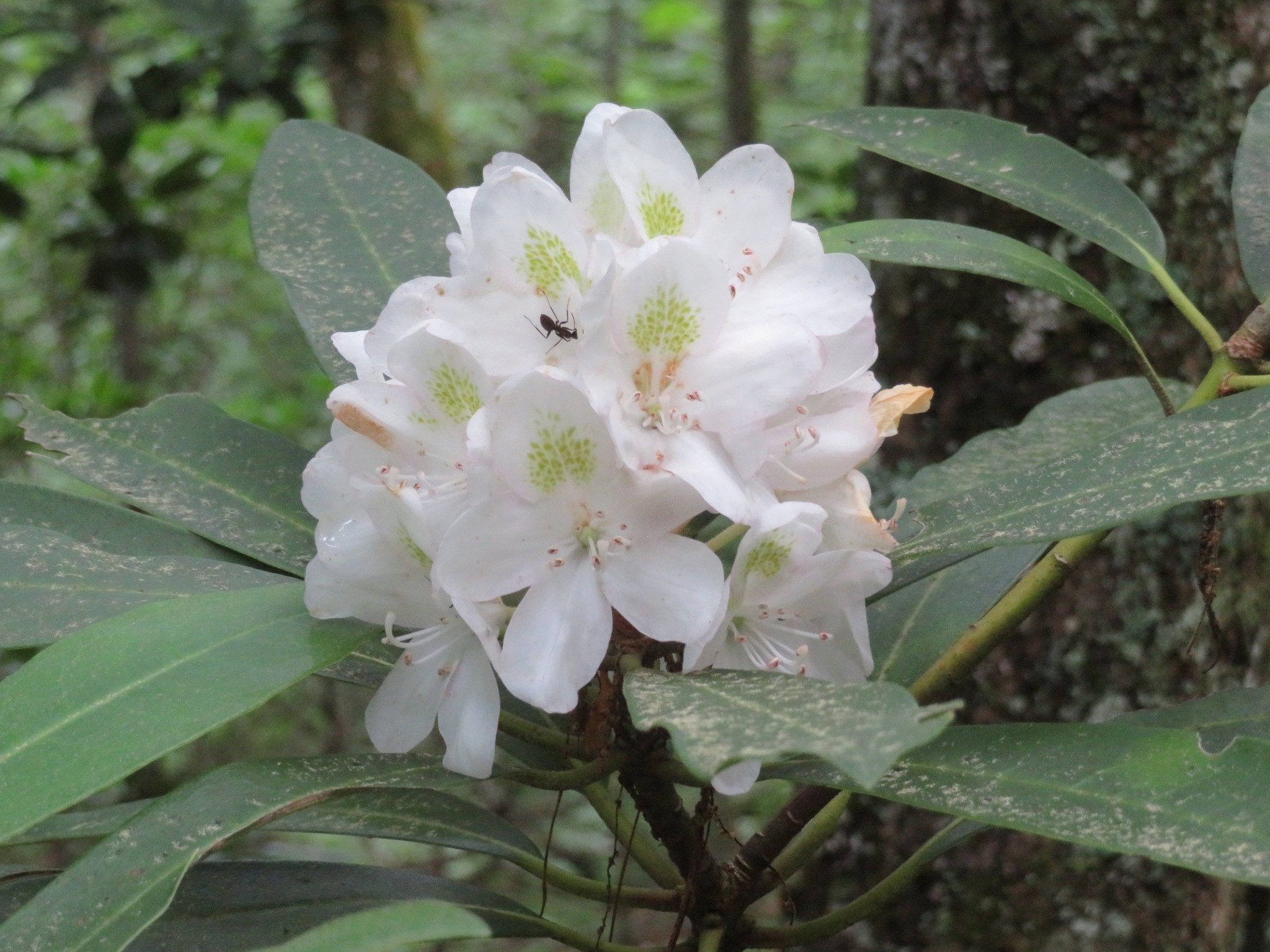 Rosebay Rhododendron (Rhododendron maximum )