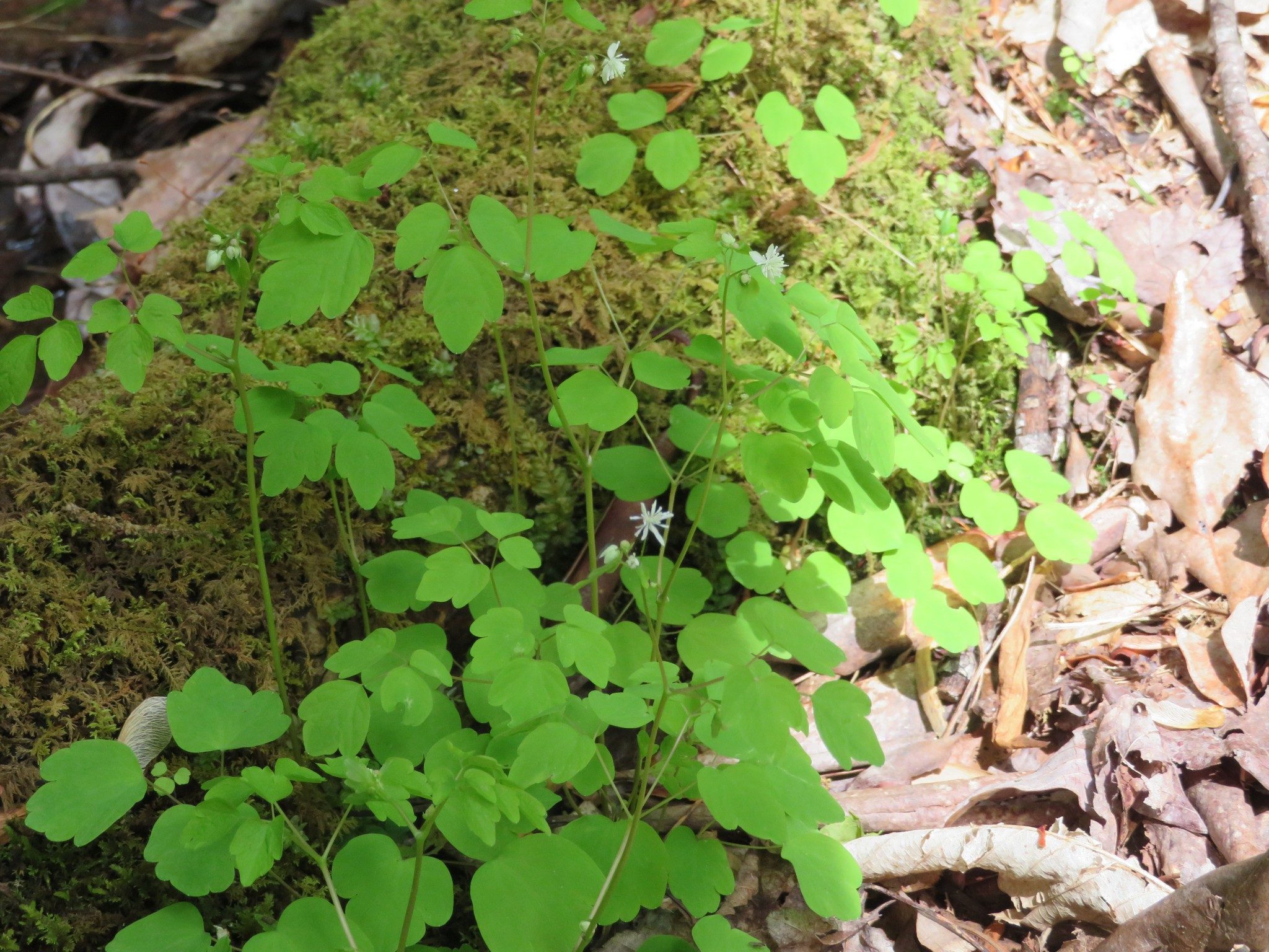 Summer Bluets (Houstonia purpura)