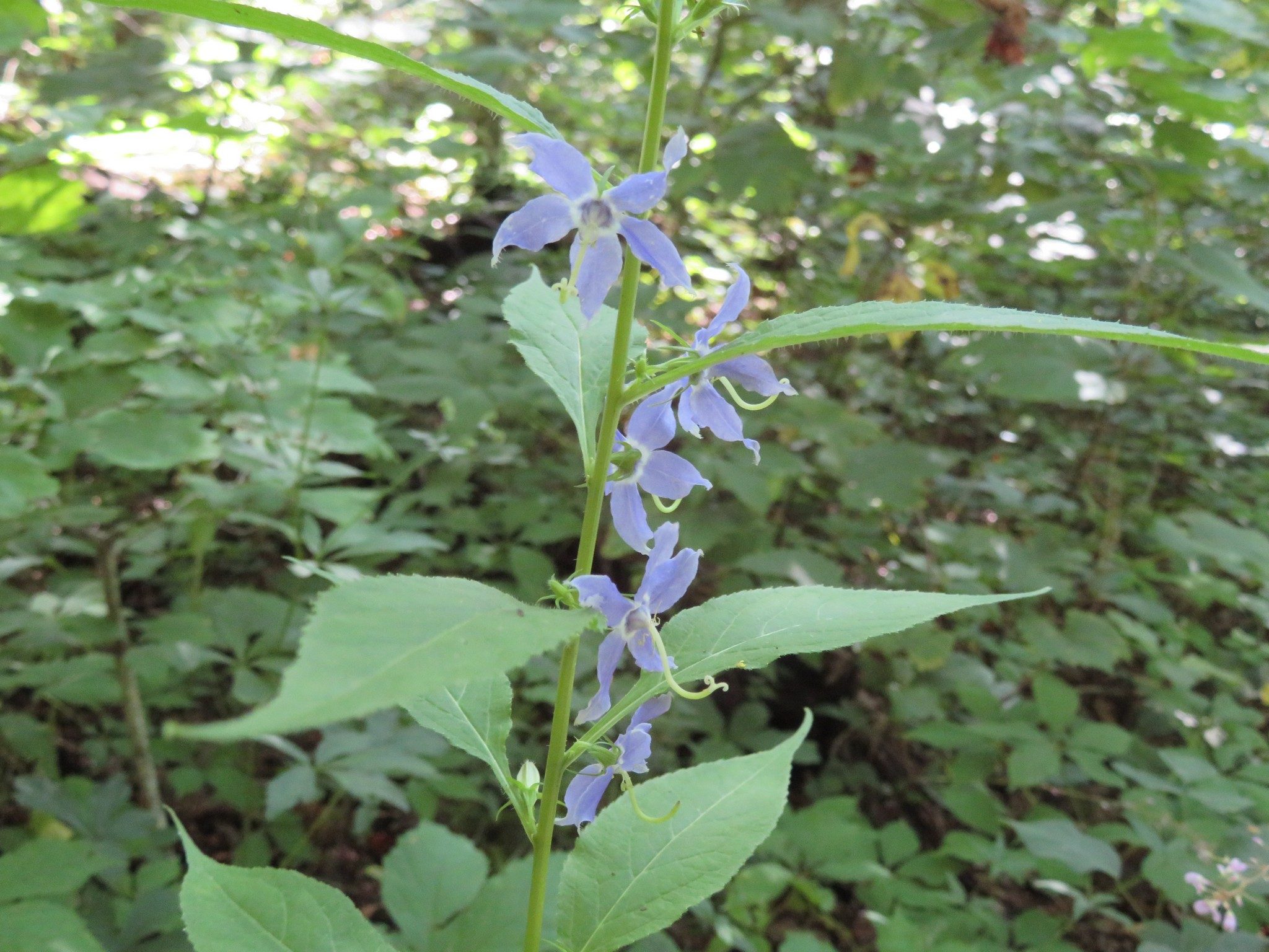 Tall Bellflower (Campanula americana)