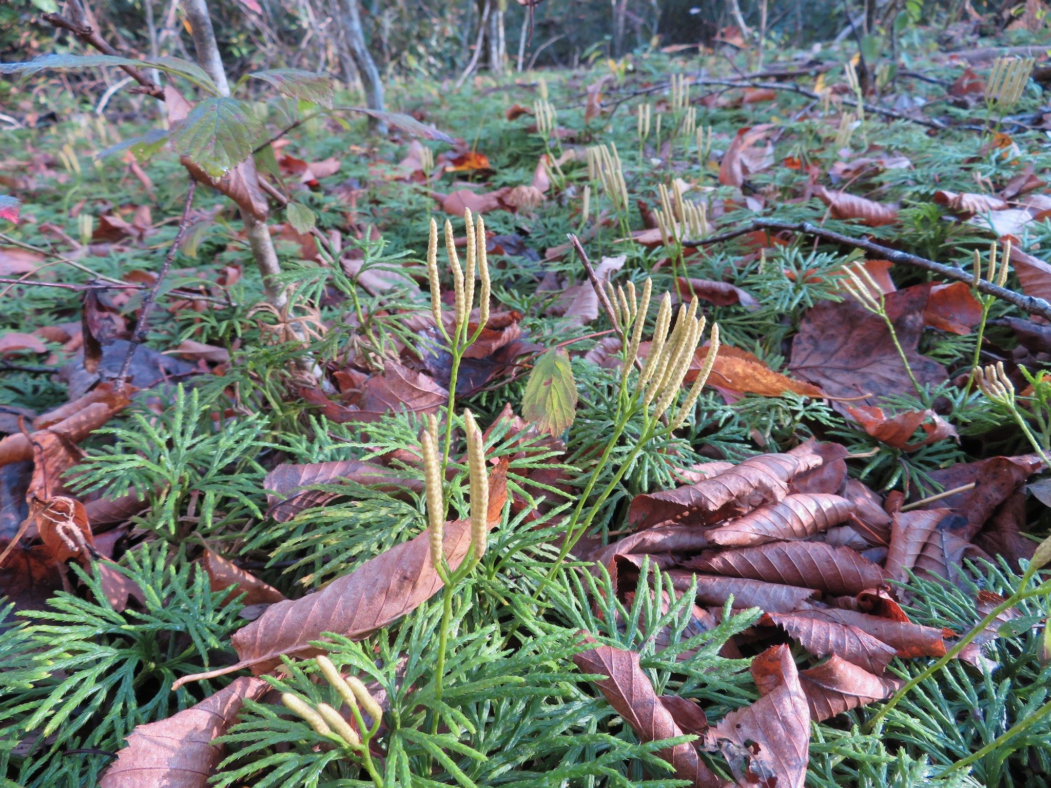 Ground Cedar