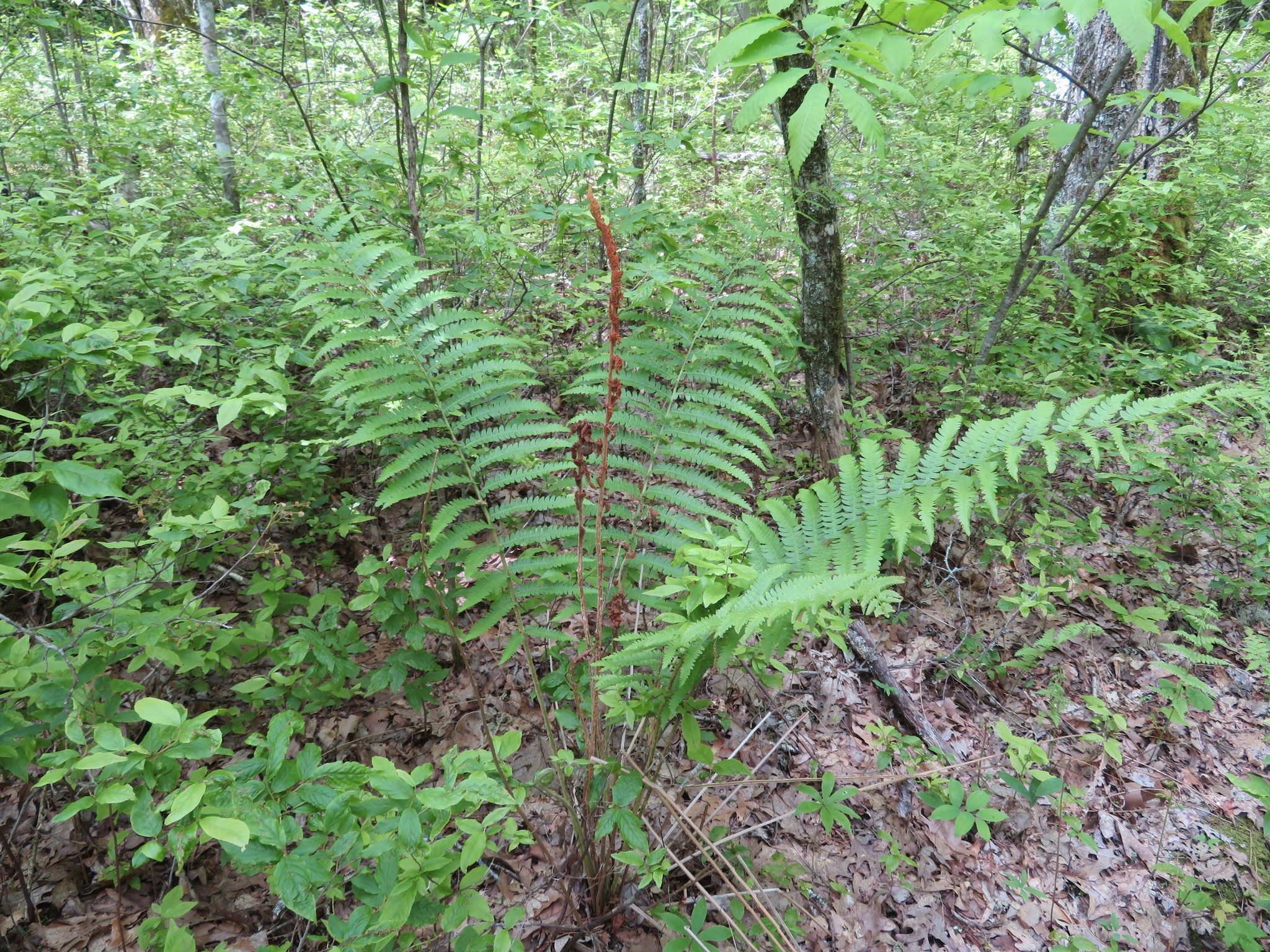 Cinnamon Fern (Osmunda cinnamomea)