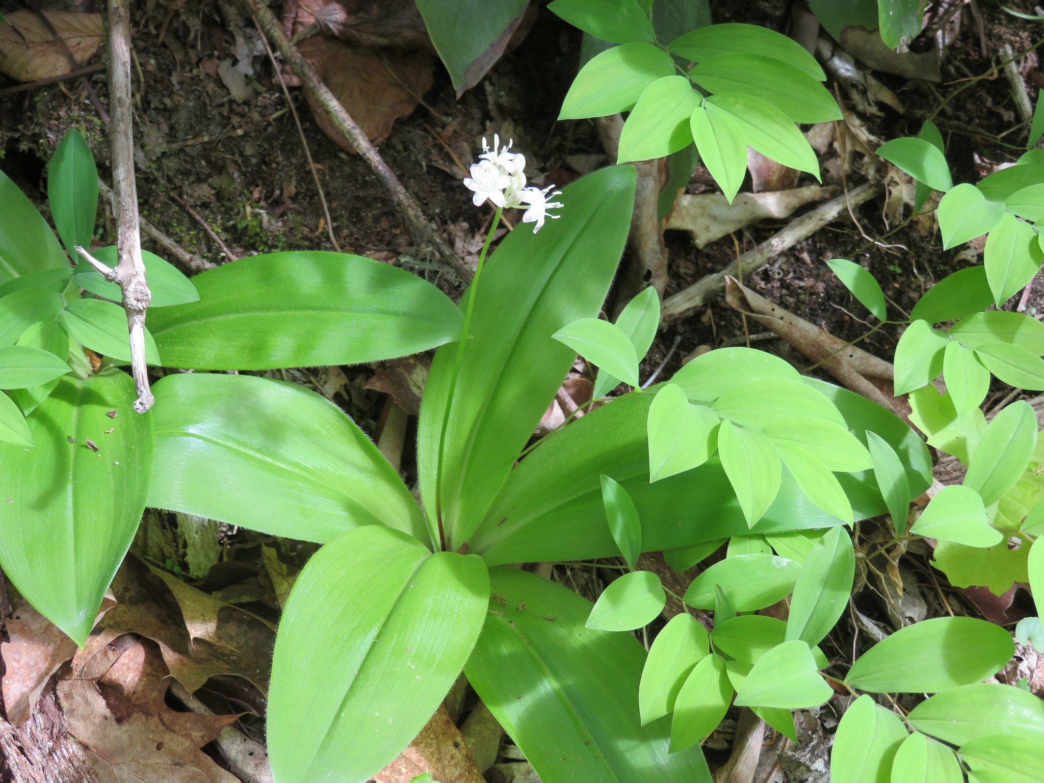 White Clintonia in Flower