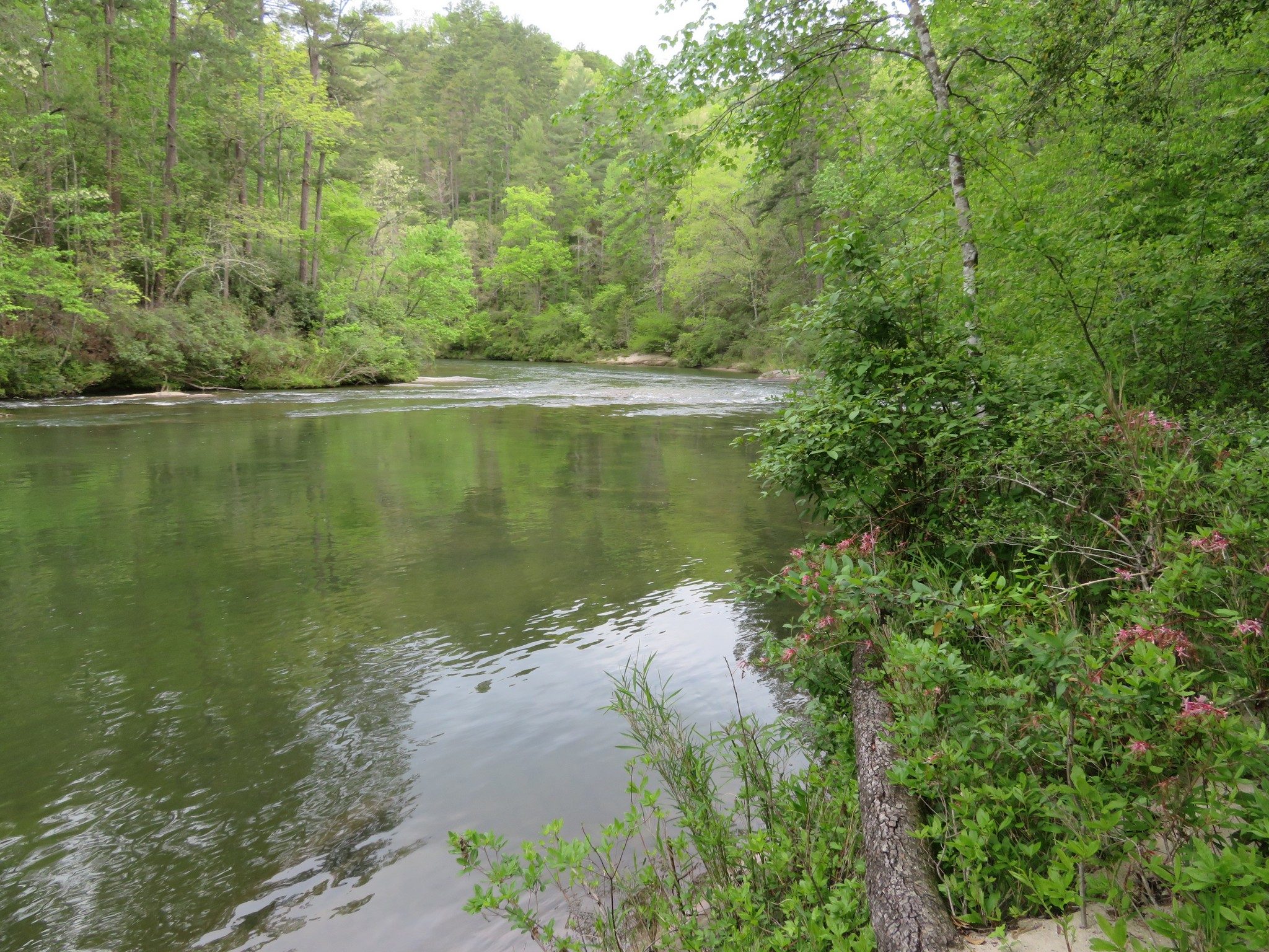 Chattooga River with Pinxter in foreground