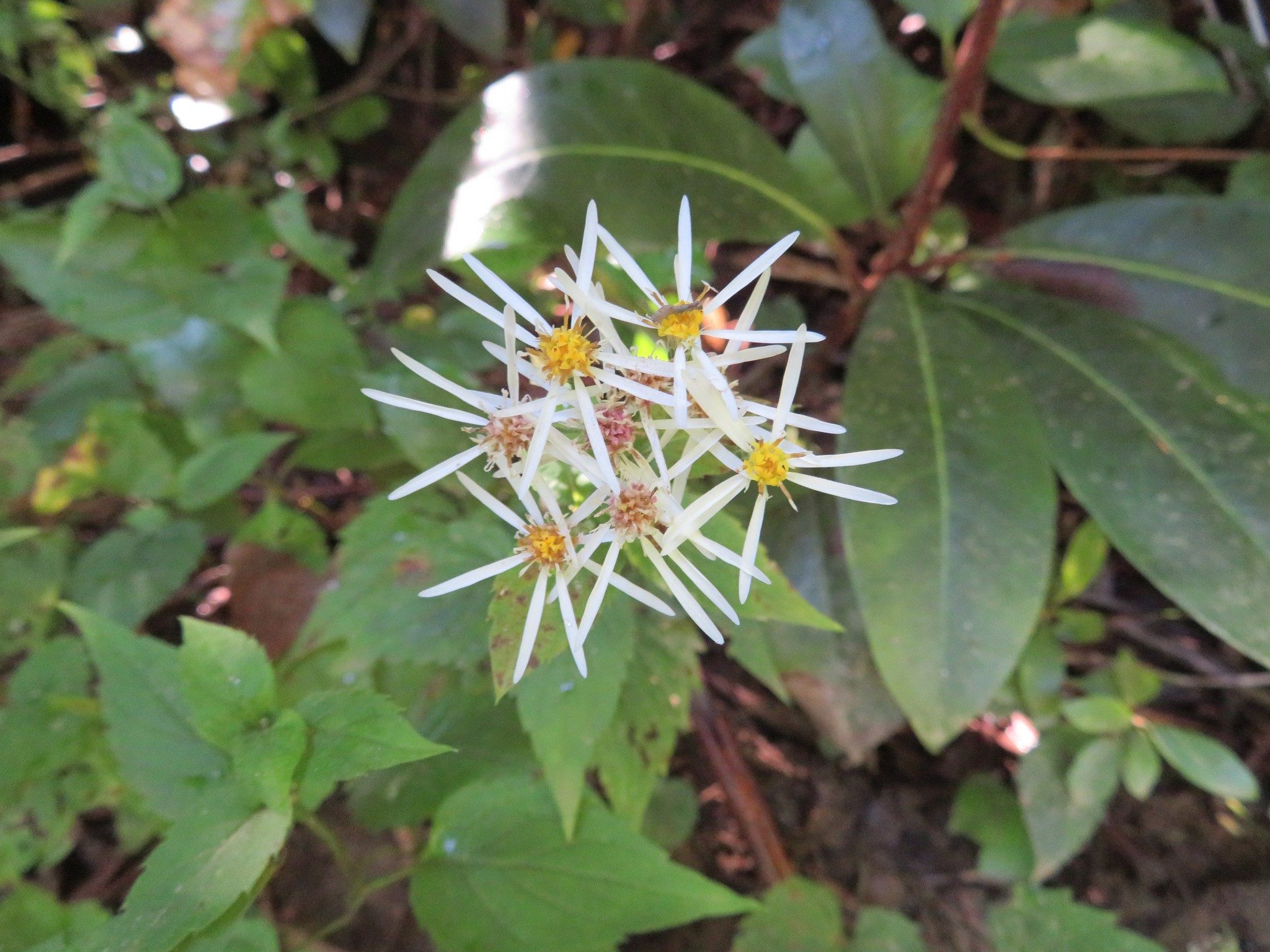 Aster, White Wood (Aster divaricatus)