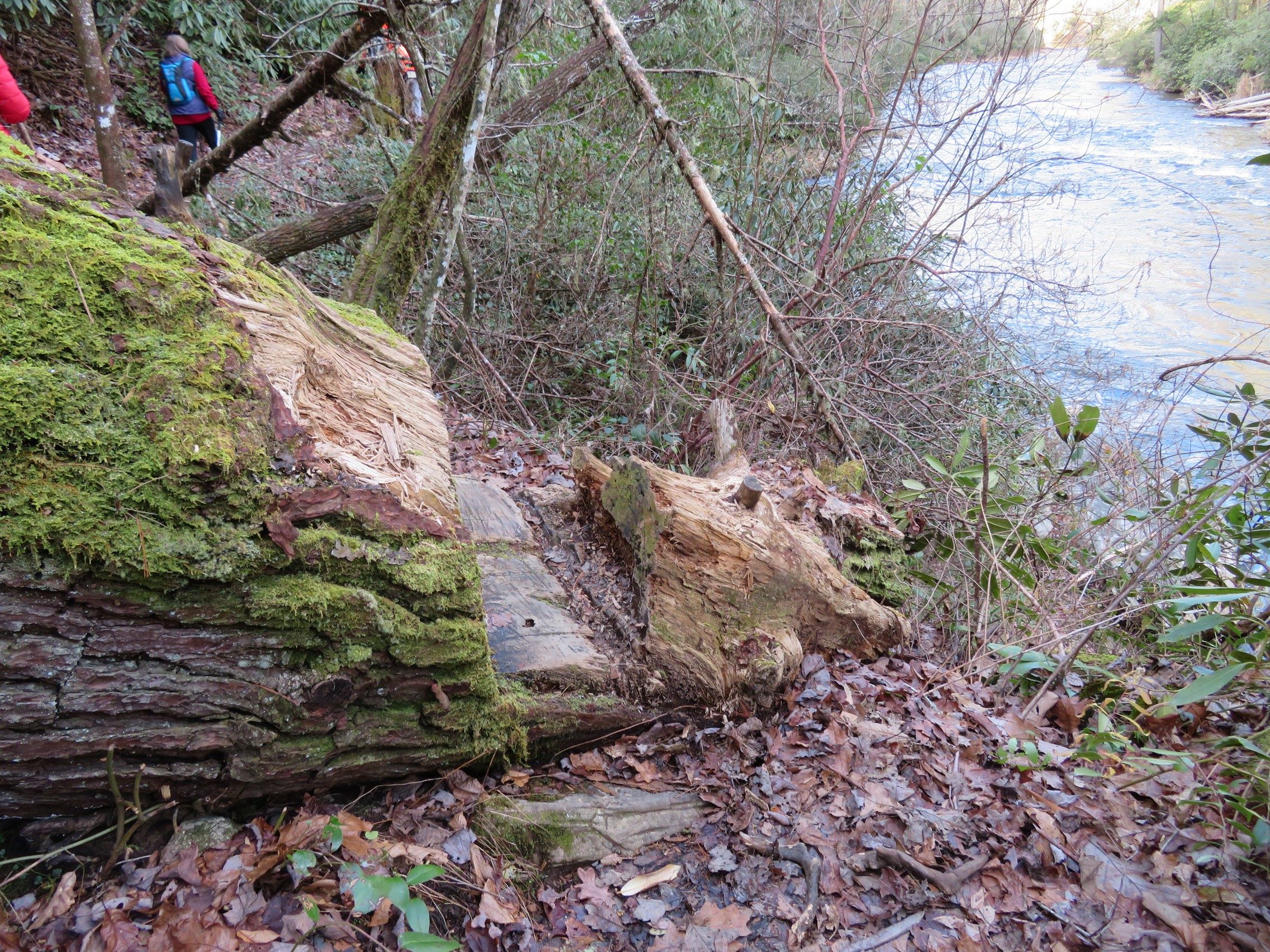 A little help to make the trail more passable