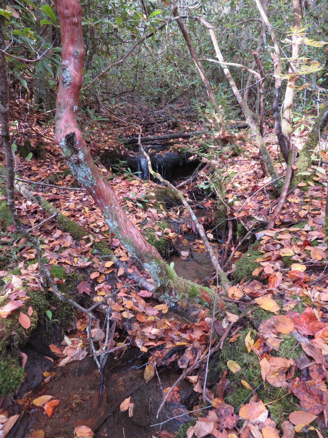 One of many small drainage streams leading in Park Creek and Nantaha River