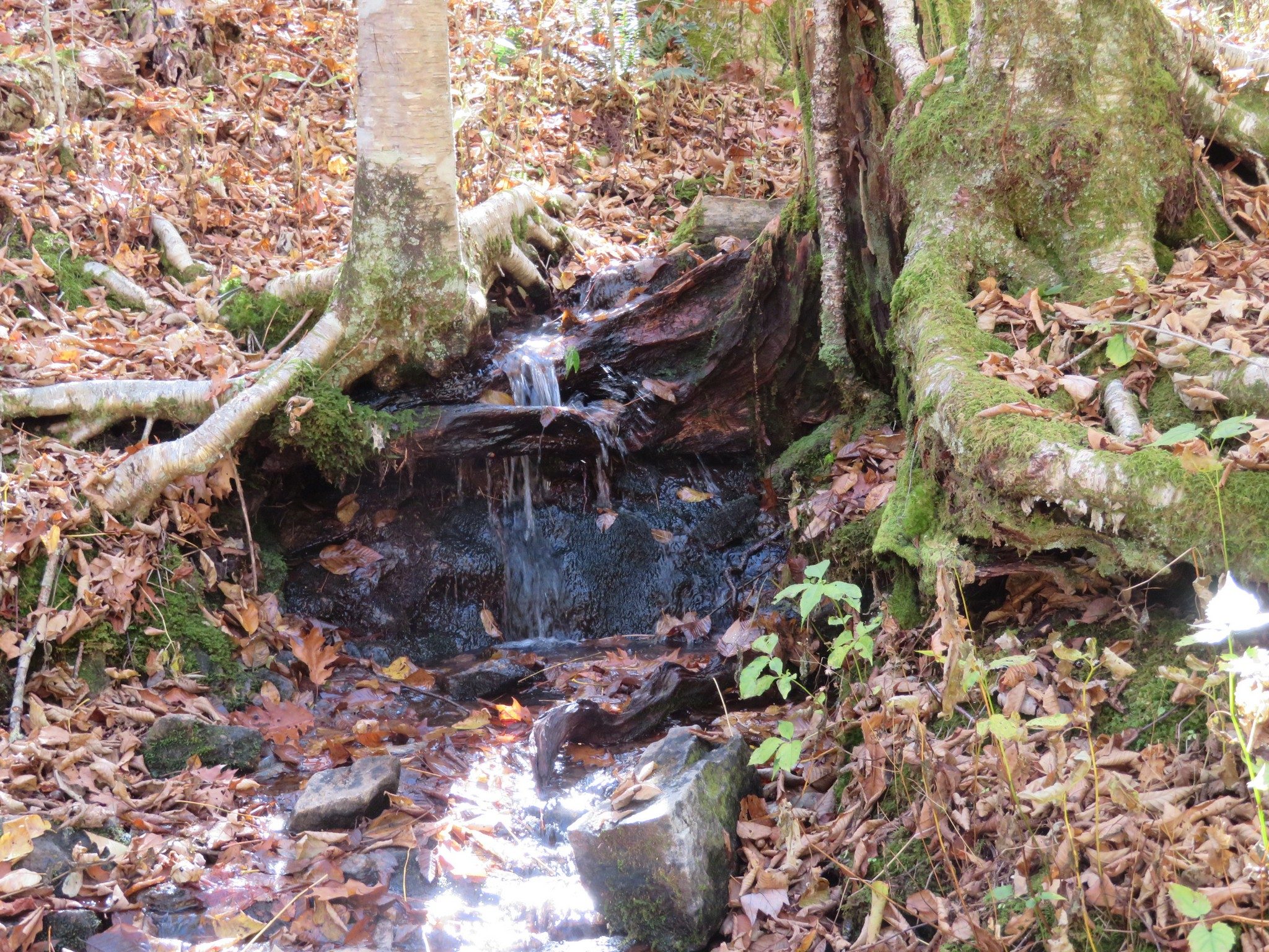 Another one of several clear water drainages along AT enroute to Siler Bald
