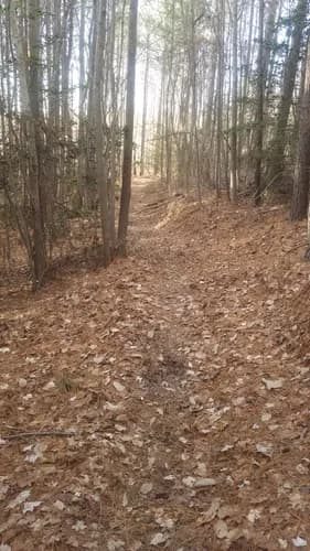 Typical trail conditions headed downhill toward Frady Branch