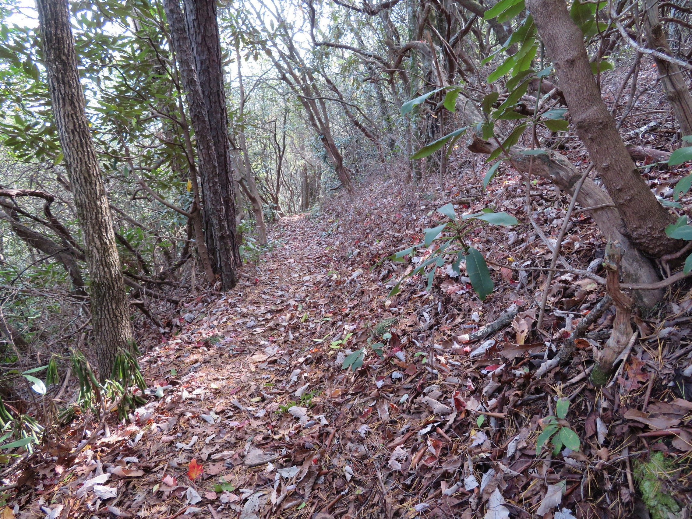 Typical trail conditions along Bartram Trail in this area