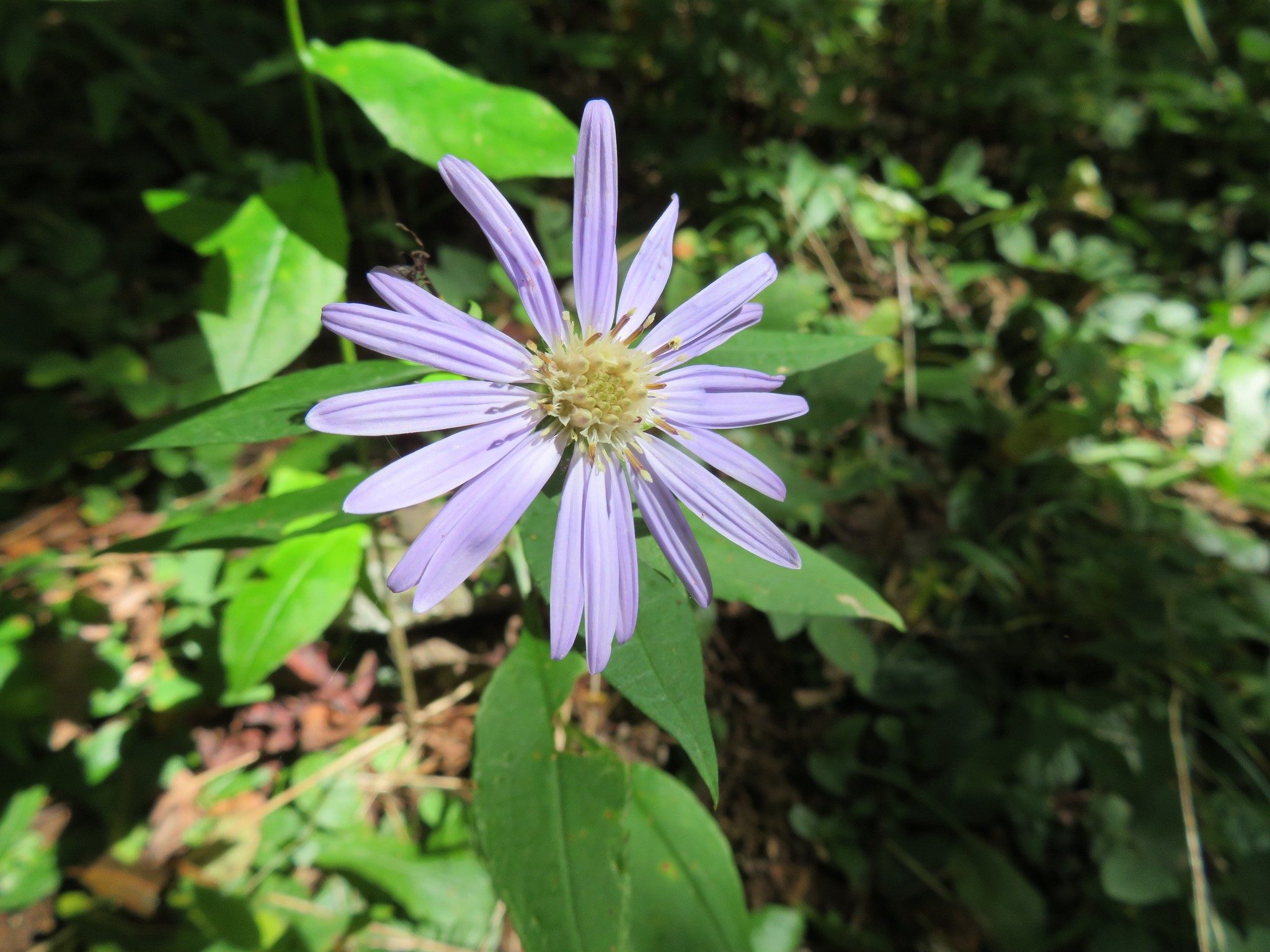 Blue Wood Aster (Aster cordifolius)