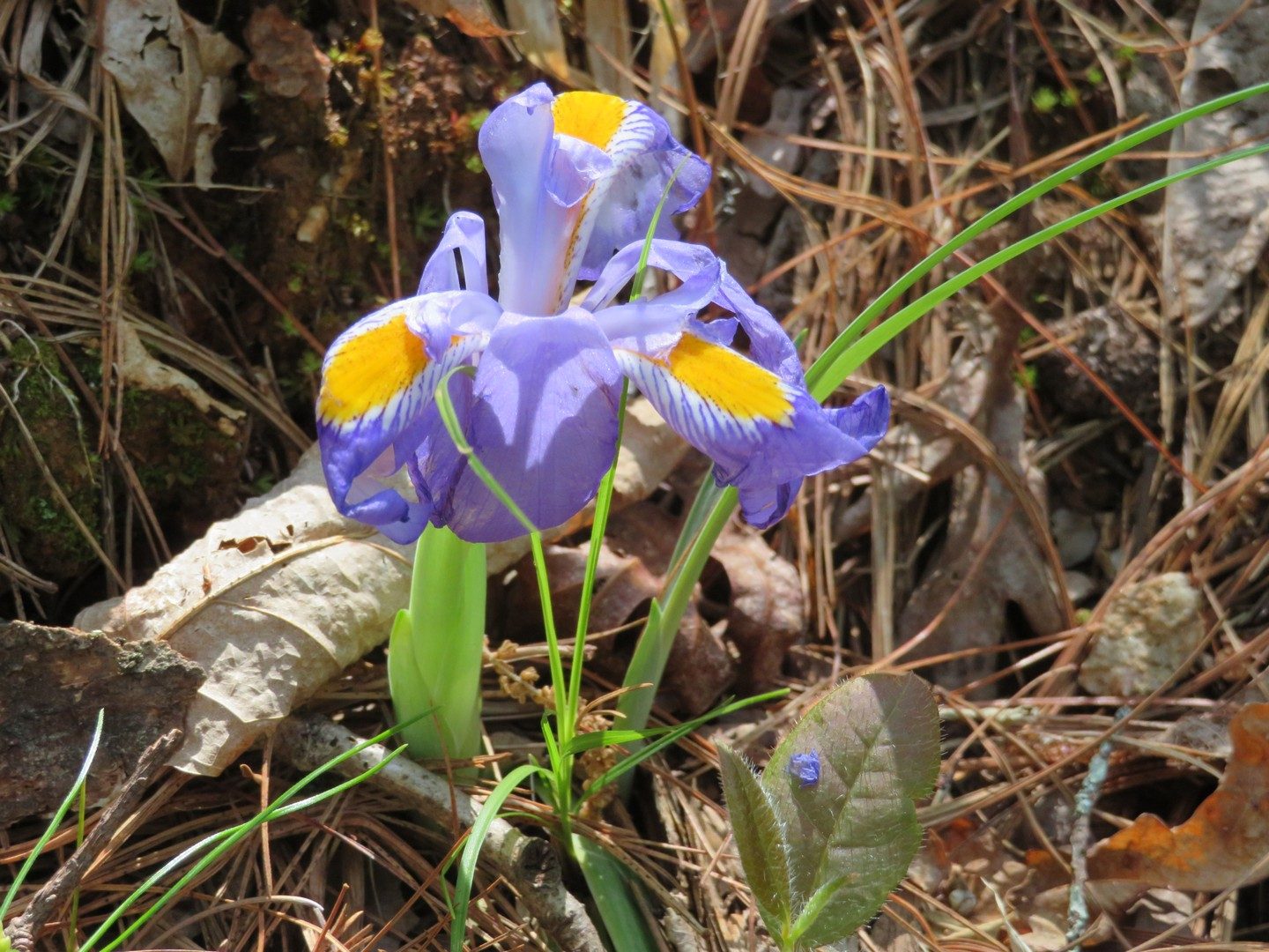 Dwarf Iris, Crested (Iris cristata)