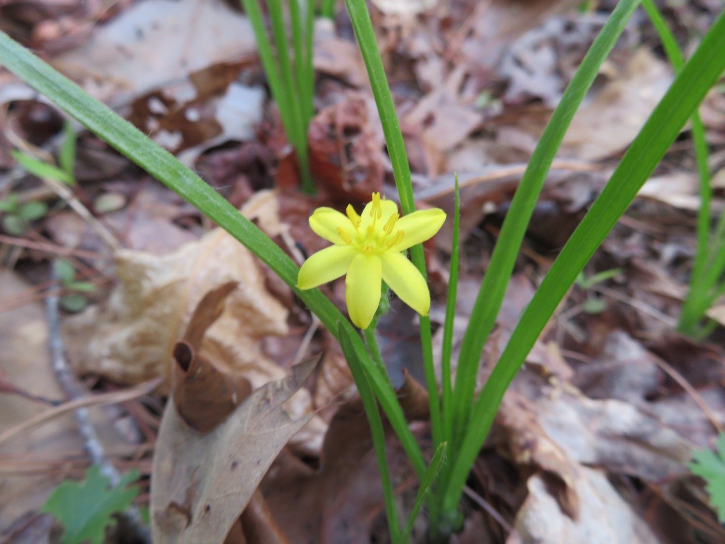Yellow Star Grass, Common Goldstar - Hypoxis hirsuta