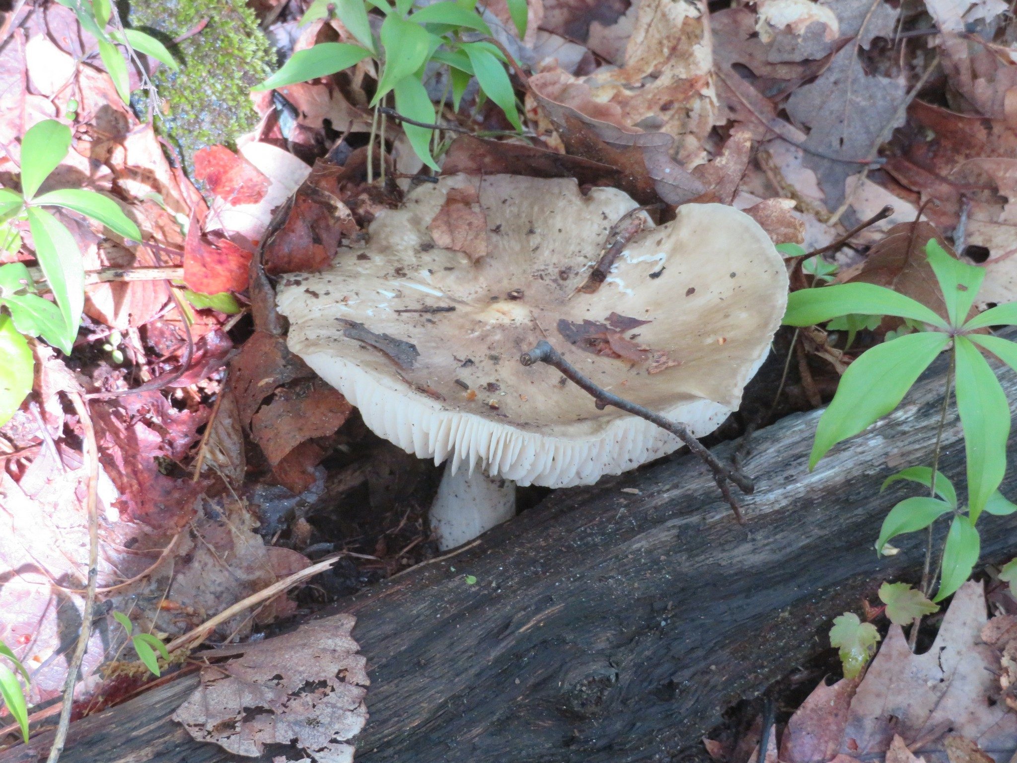 Large mushroom along the way