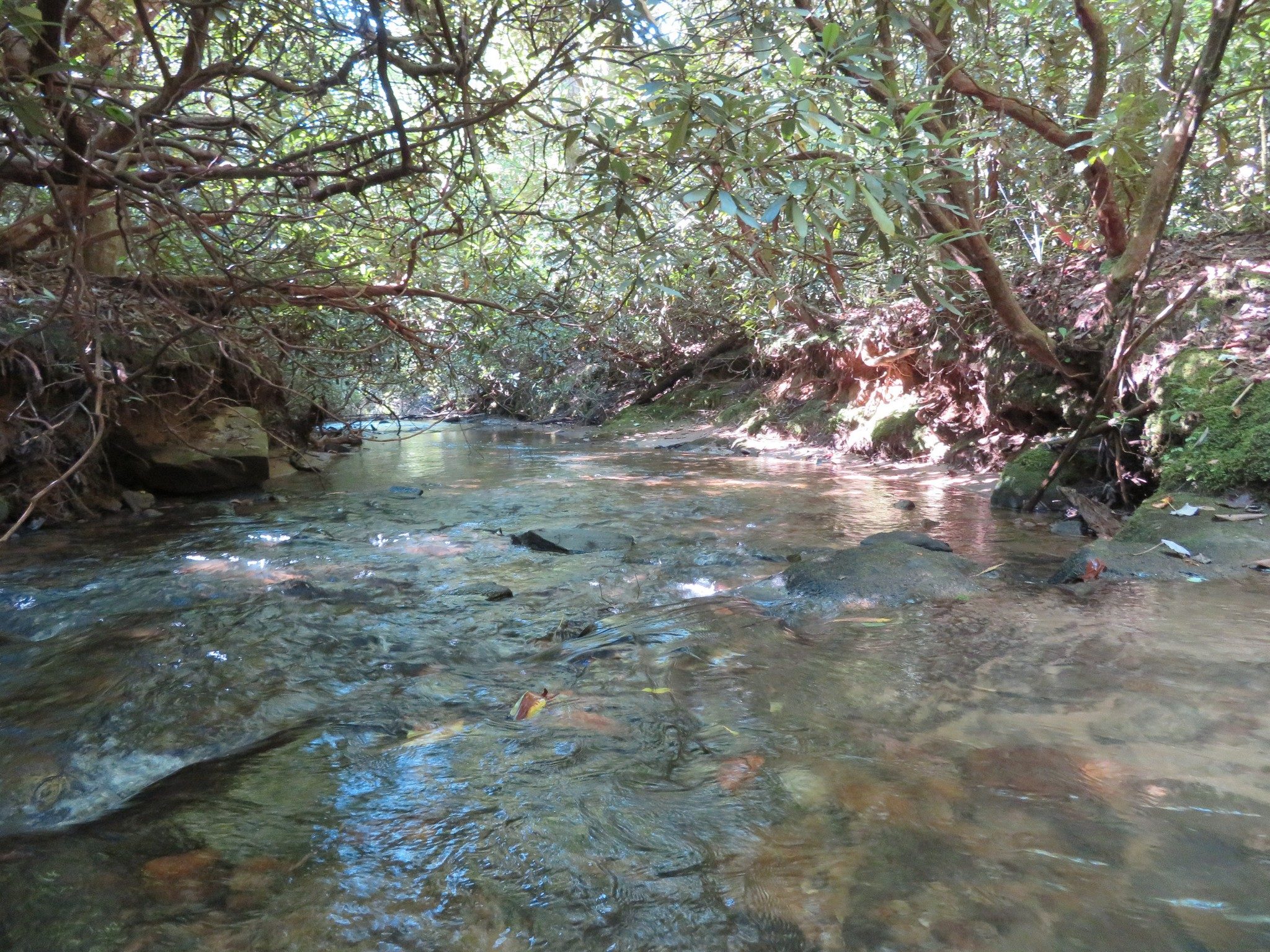 Looking downstream on Stonewall Creek