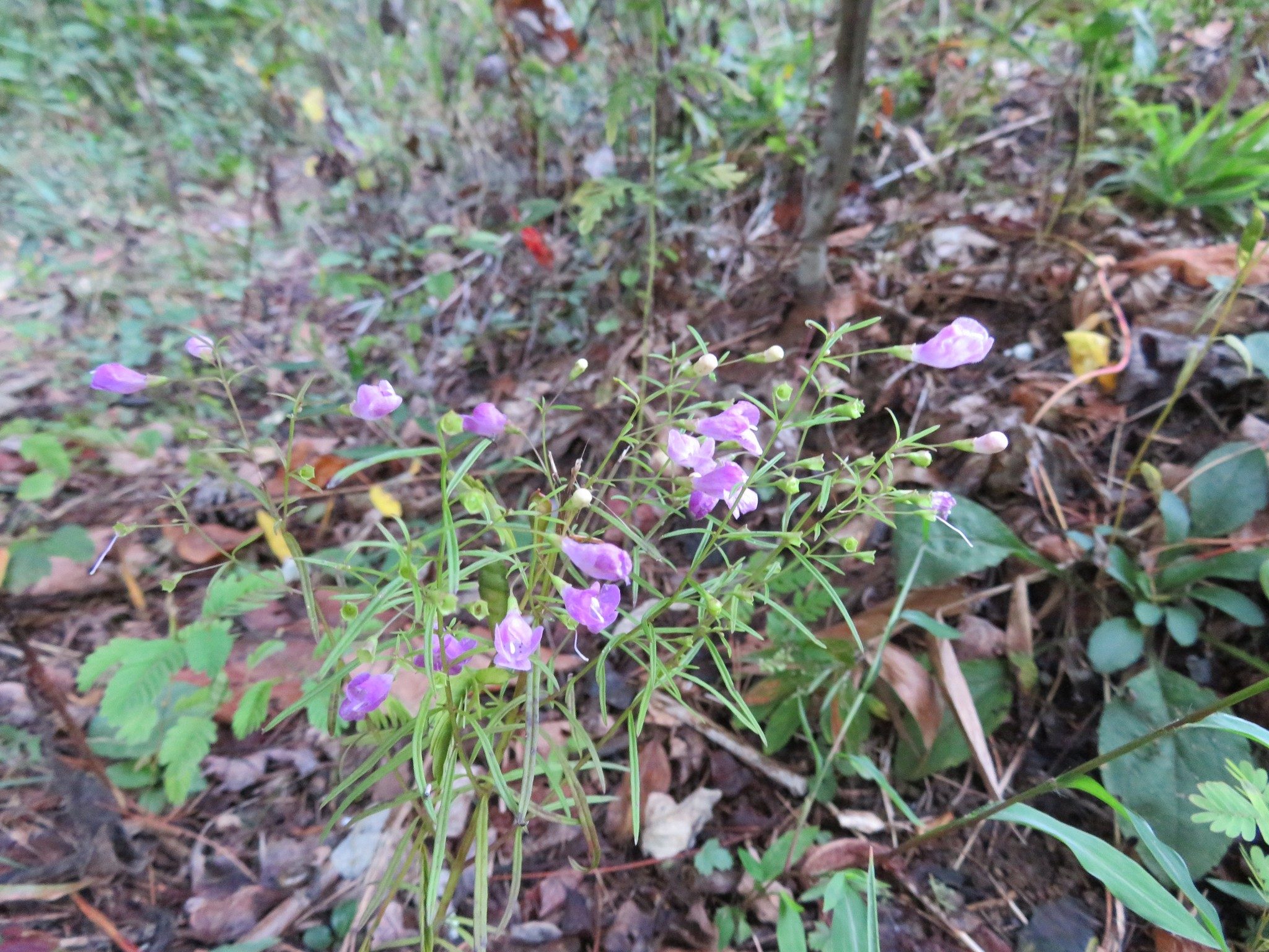 Foxglove, Purple False (Agalinis purpurea)