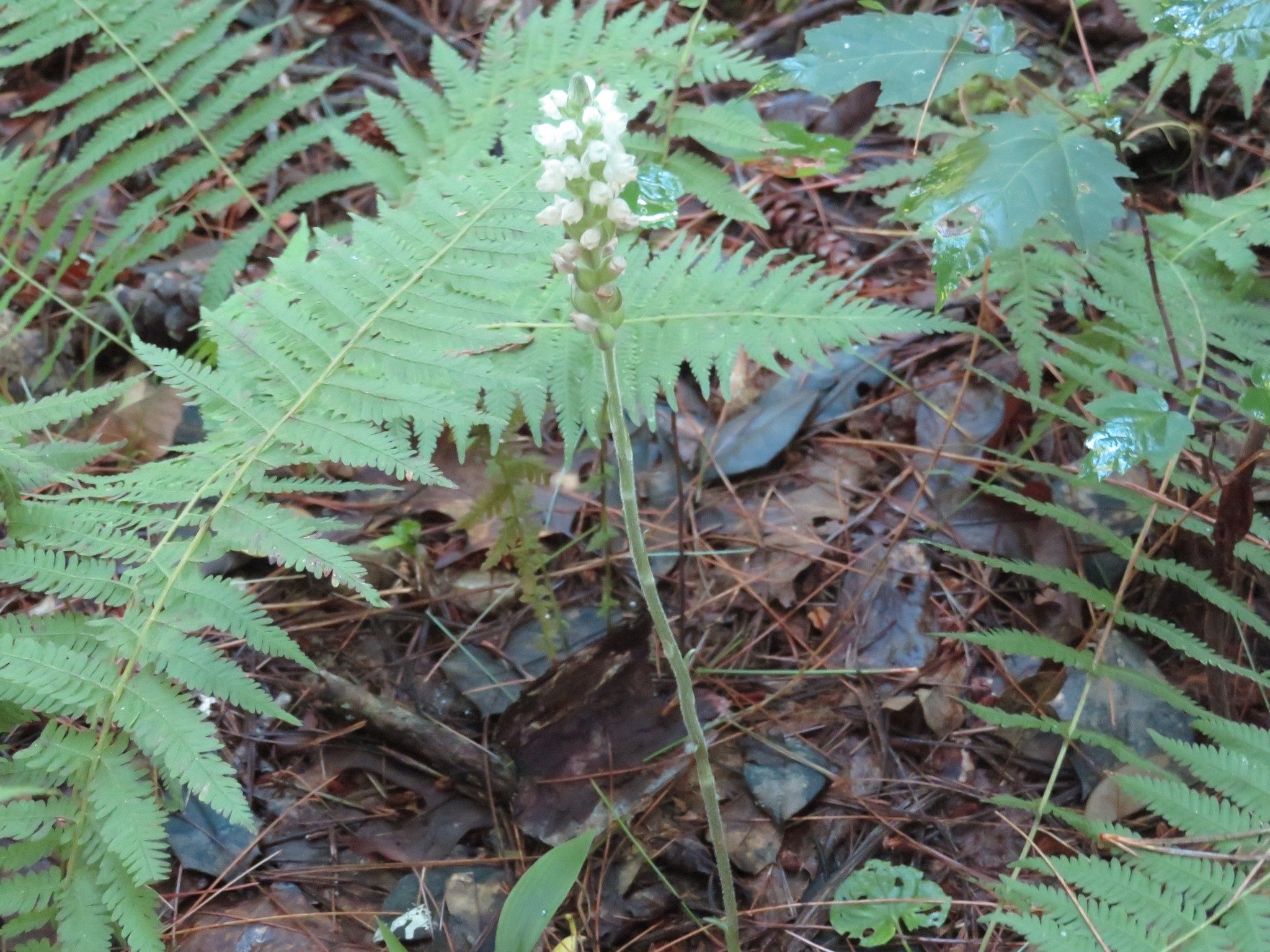 Rattlesnake Plantain