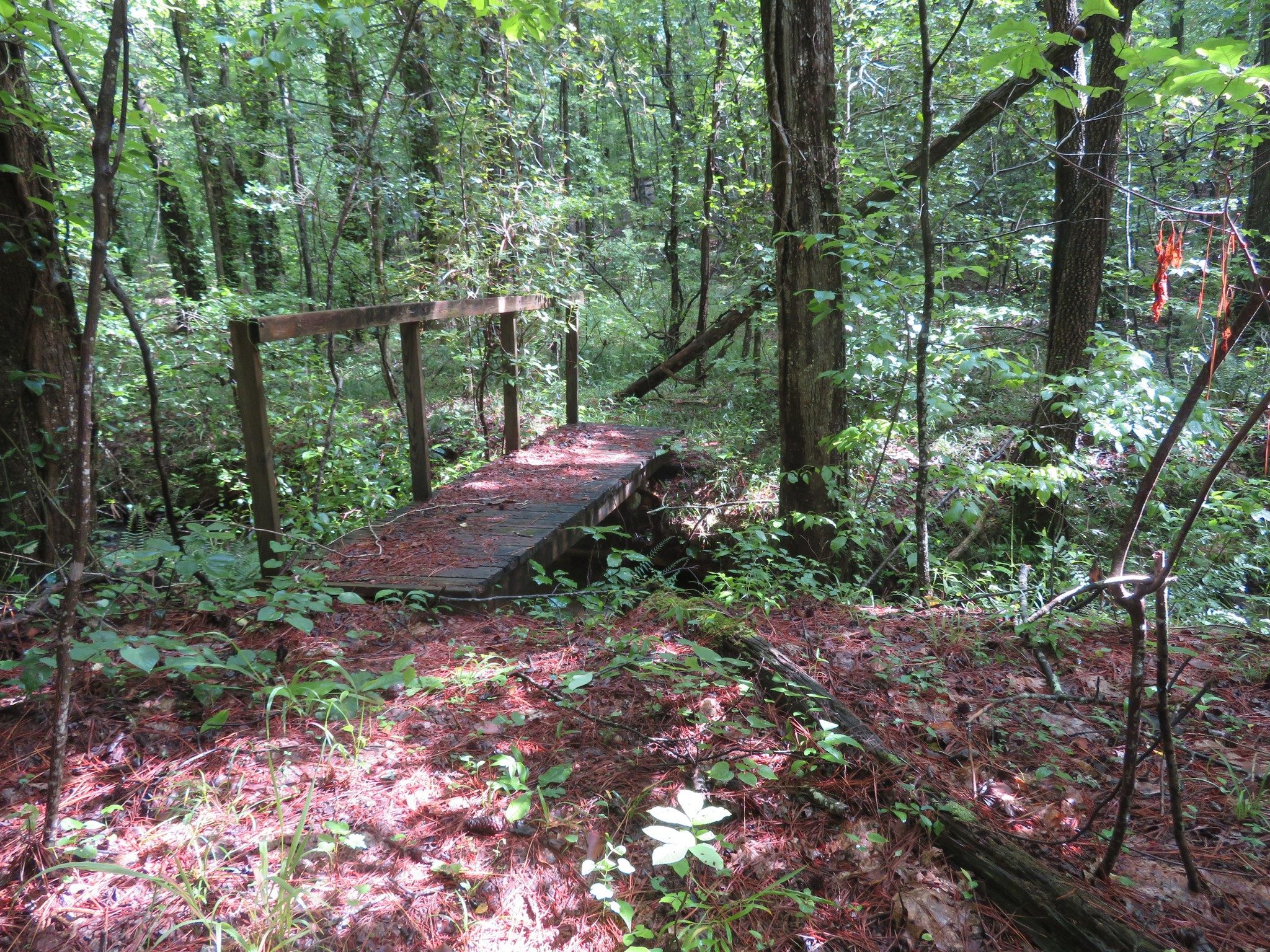 Usable Bridge Near the Stream Crossing Partially Blocked by a Fallen Tree