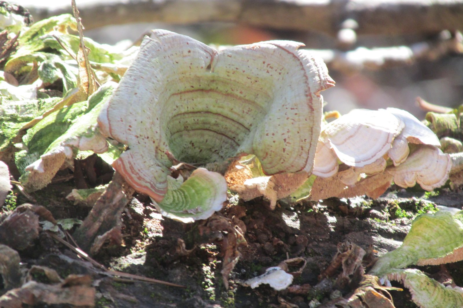 Fungus of the Day