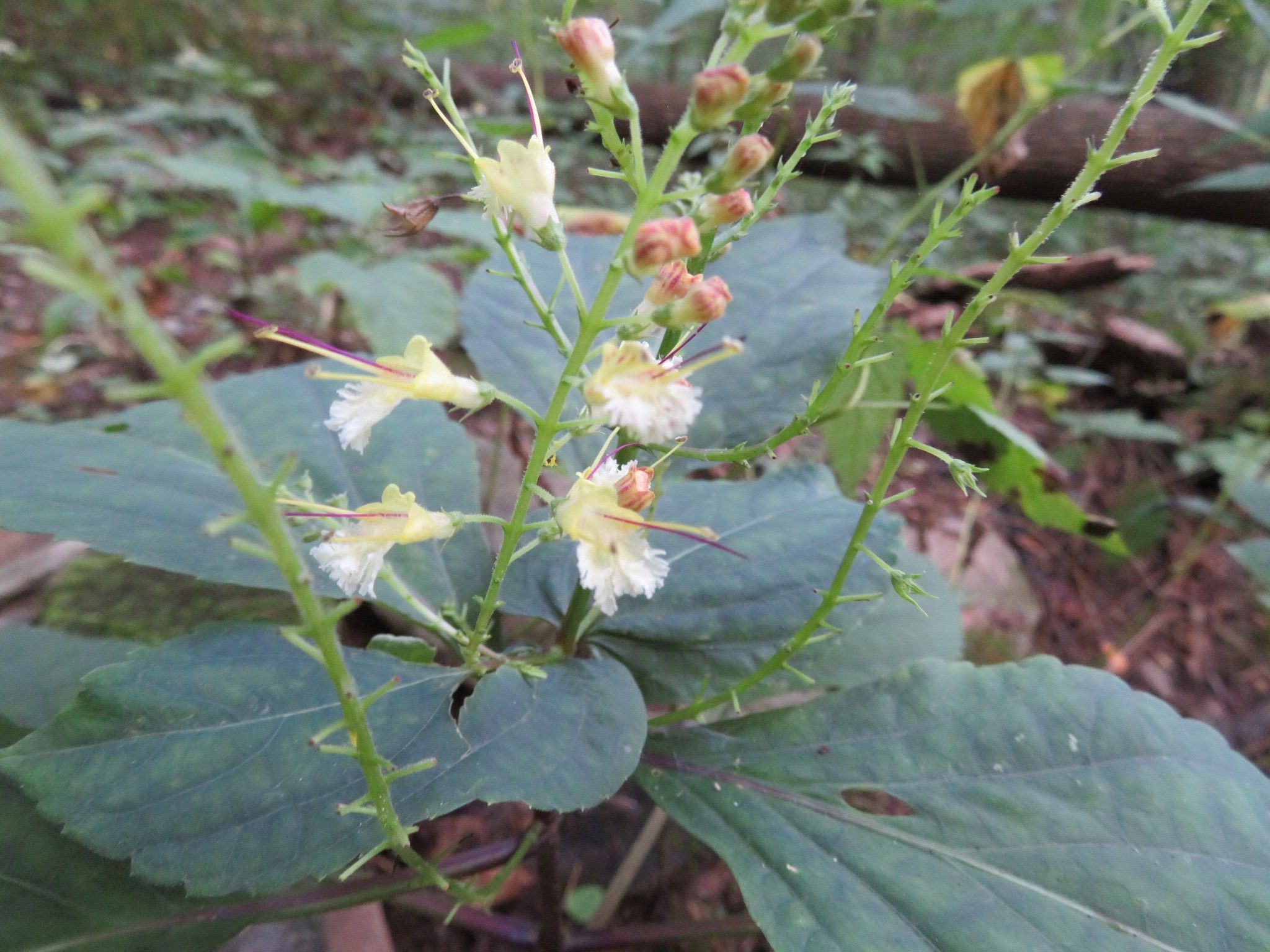 Richweed (a.k.a. Horse Balm) - Collinsonia (canadensis)