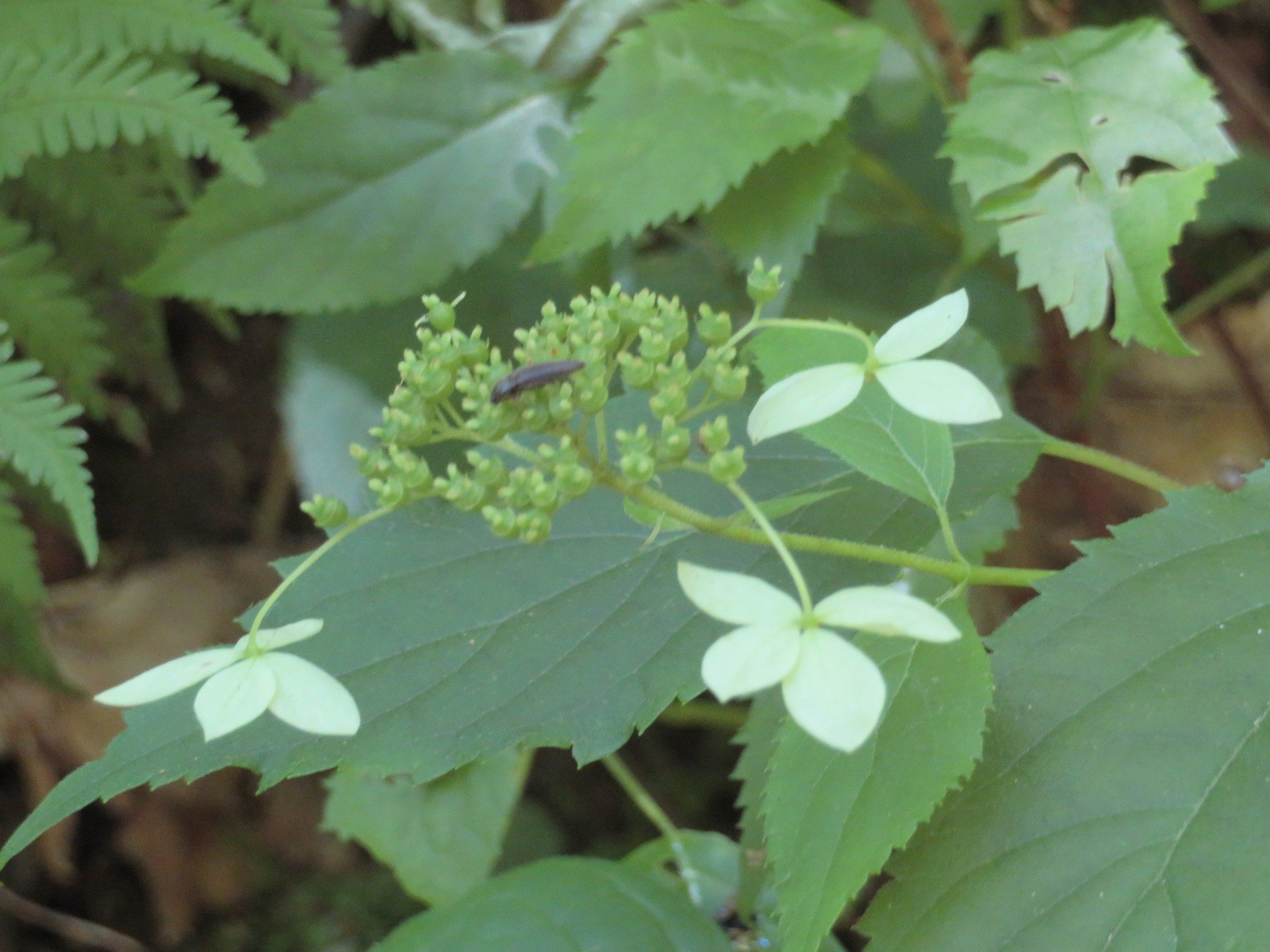 Wild Hydrangea(Hydrangea arborescens)