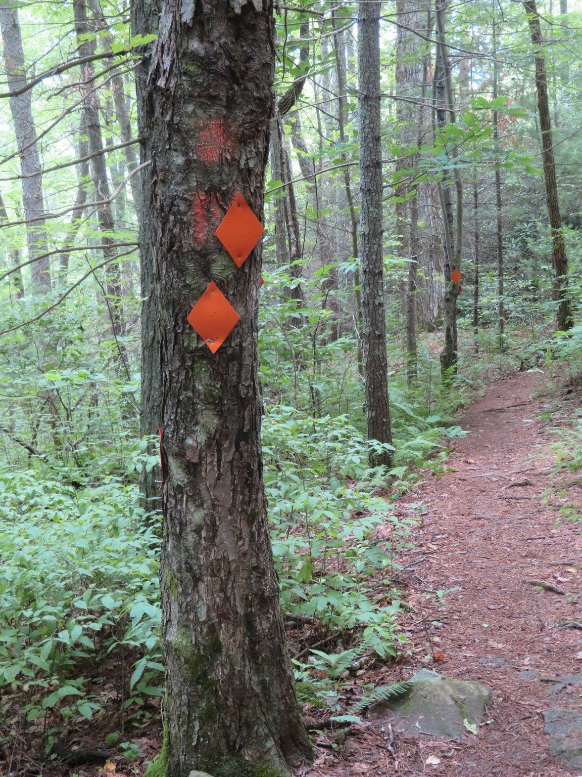 Trail intersection of West and East Forks of James Edmund Trail