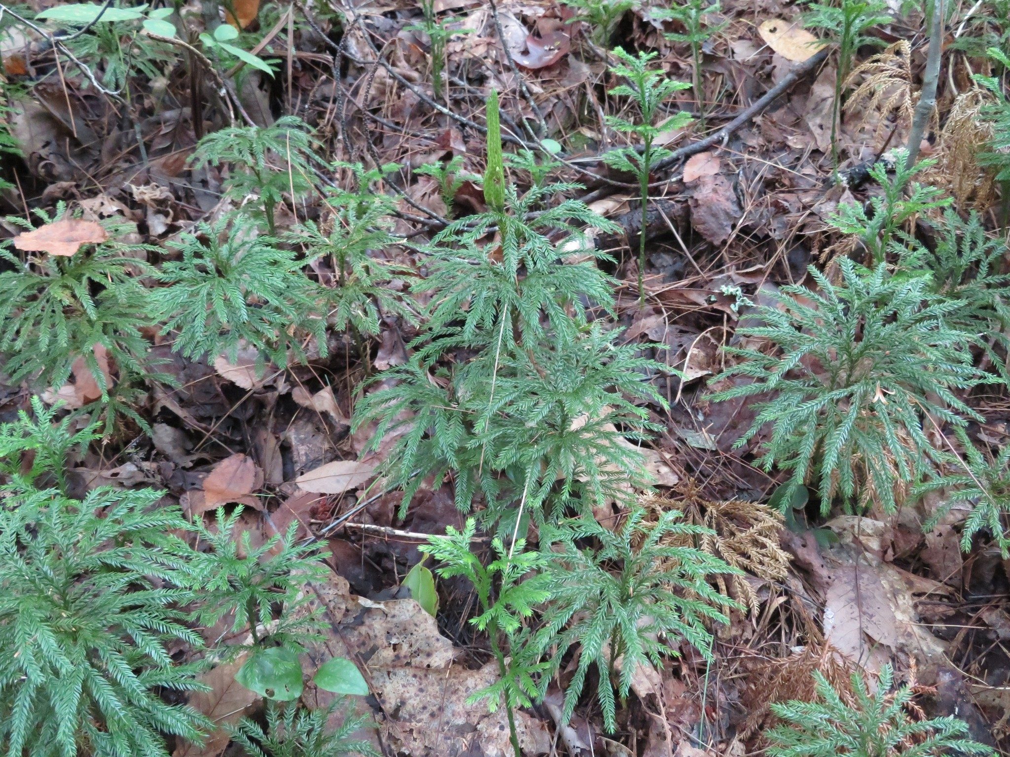 Ground Pine (Lycopodium clavatum)