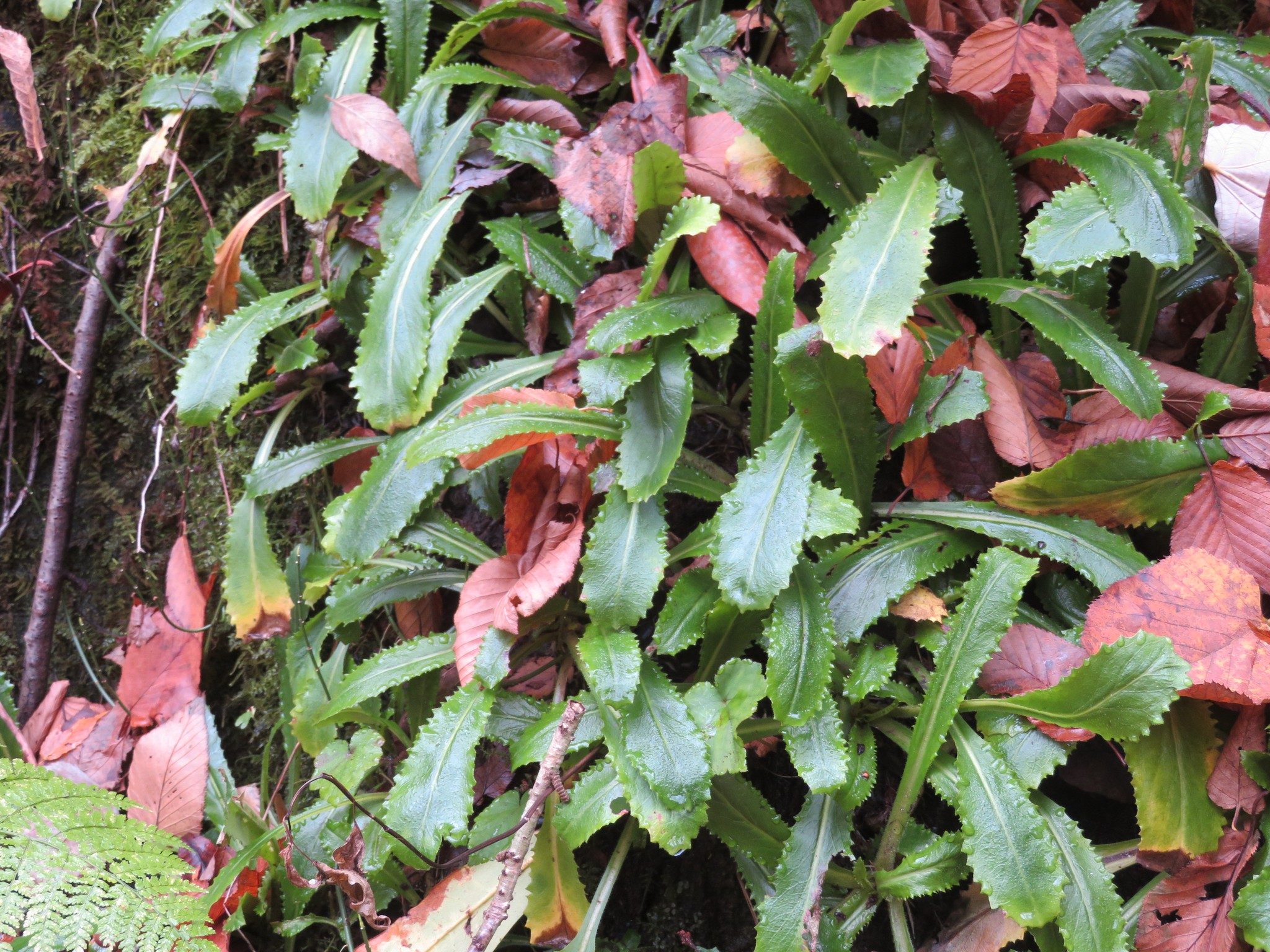 Interesting ground cover on one isolated section of trail