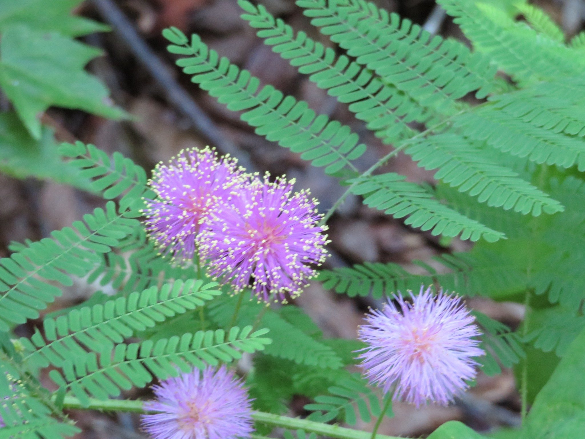 Littleleaf Sensitive Briar (Mimosa macrophylla)